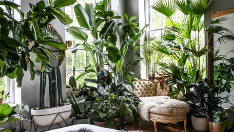 How To Level Up Your Interior Layout With Houseplants – Pafe Plants