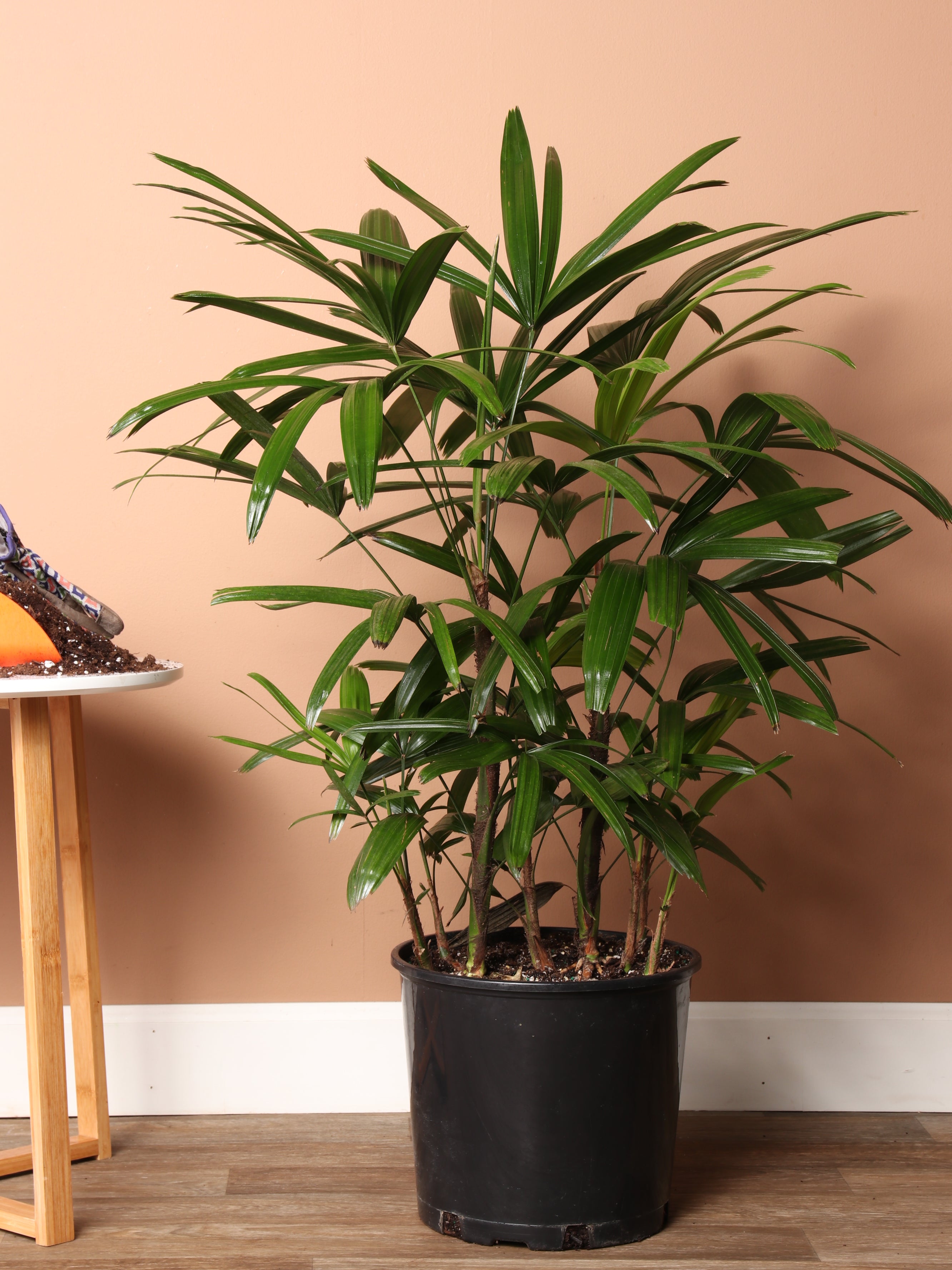 lady palm plant images 5.5-7 FT Lady Palm