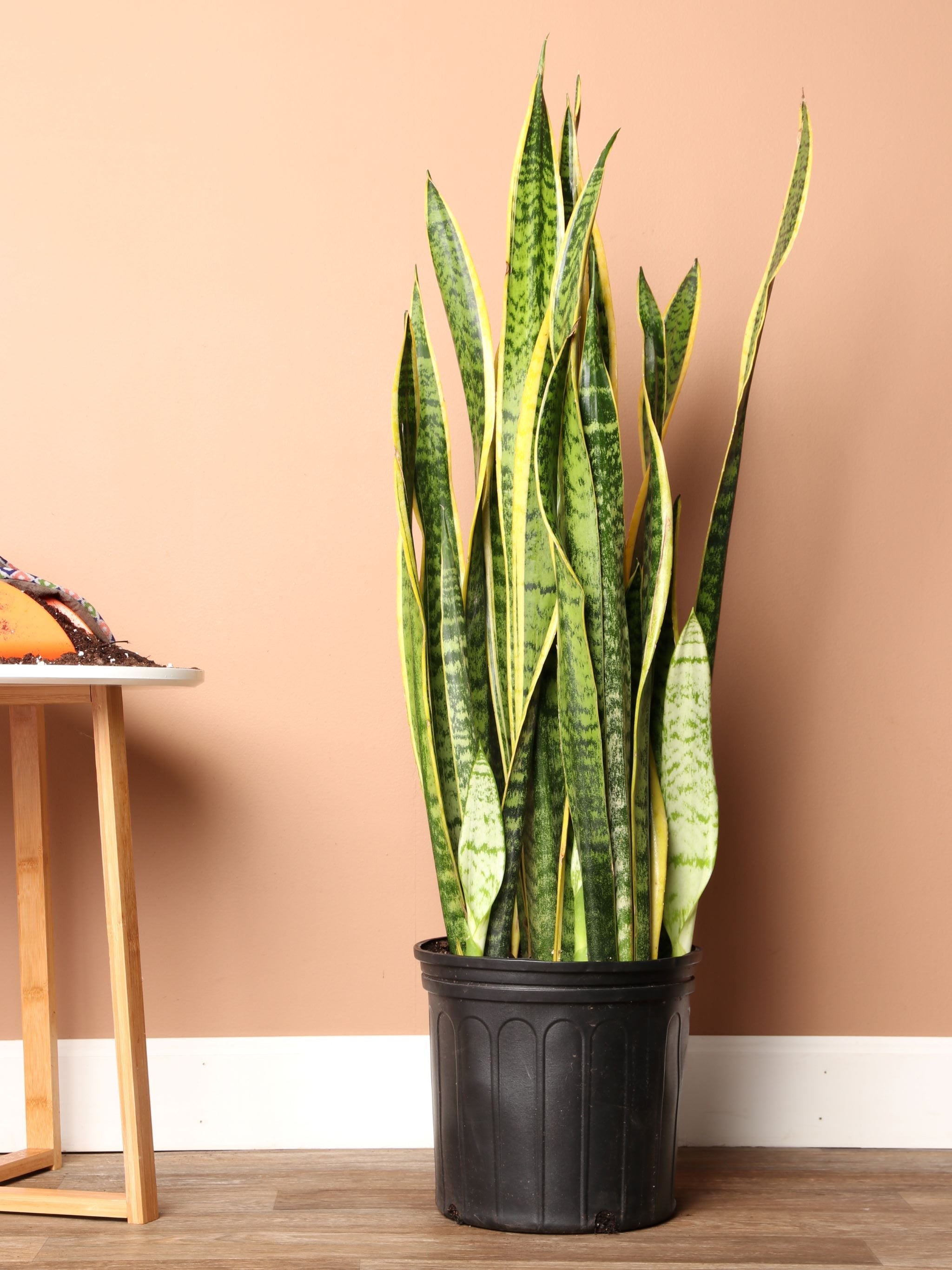 wide snake plant 2-3 Feet Snake Plant (trifasciata)