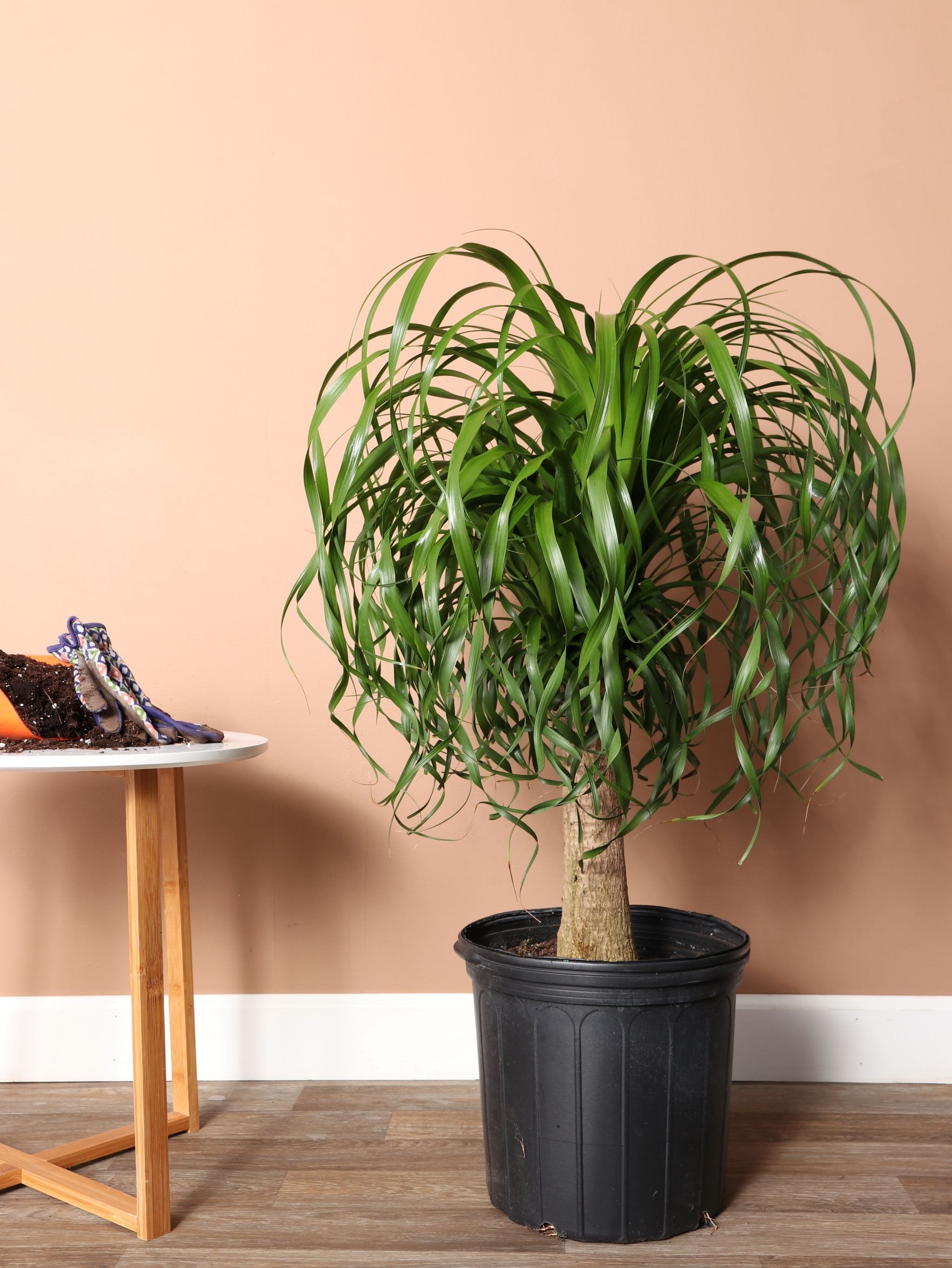 indoor ponytail palm tree 2-3 Feet Ponytail Palm