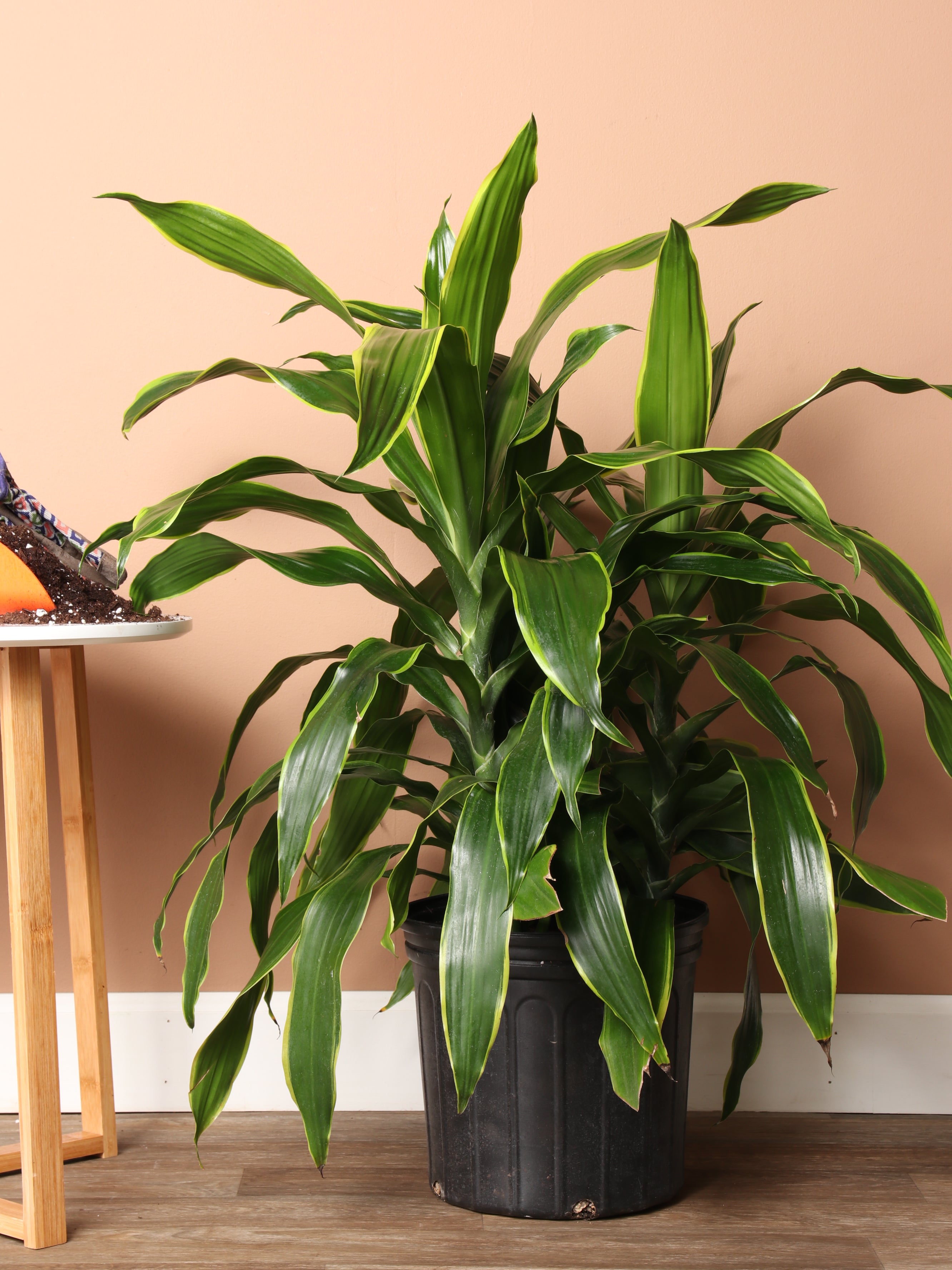 dracena house plant 2-3 Feet Dracaena Carmen