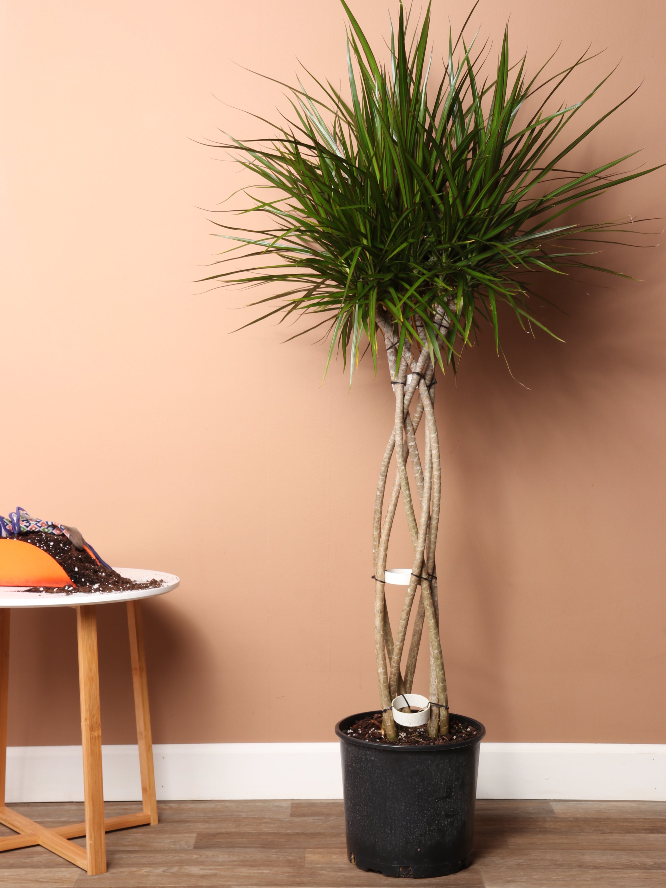 indoor plant braided trunk 3-5 Ft Dracaena Marginata (Braided)