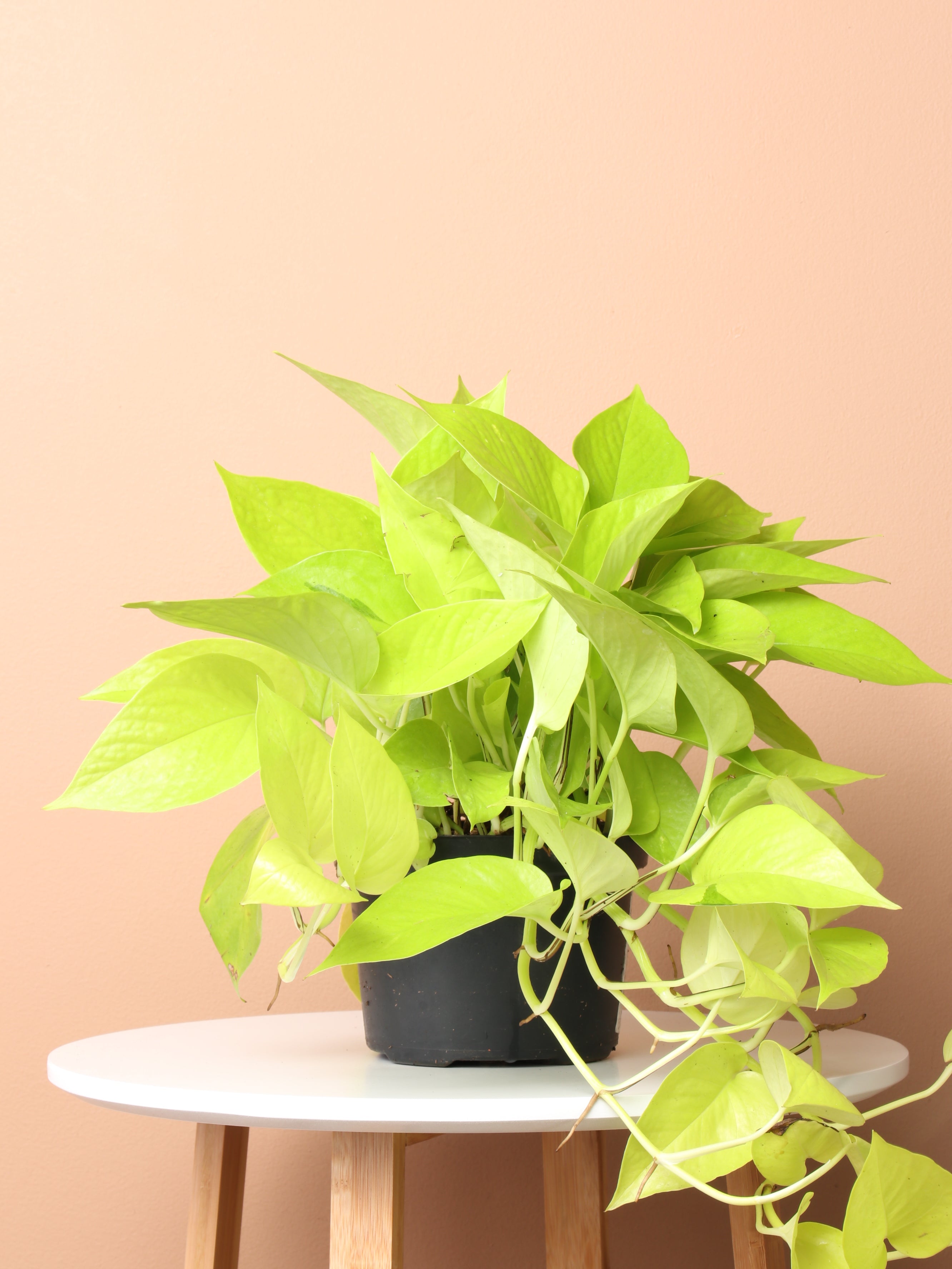 care of neon pothos Medium Neon Pothos