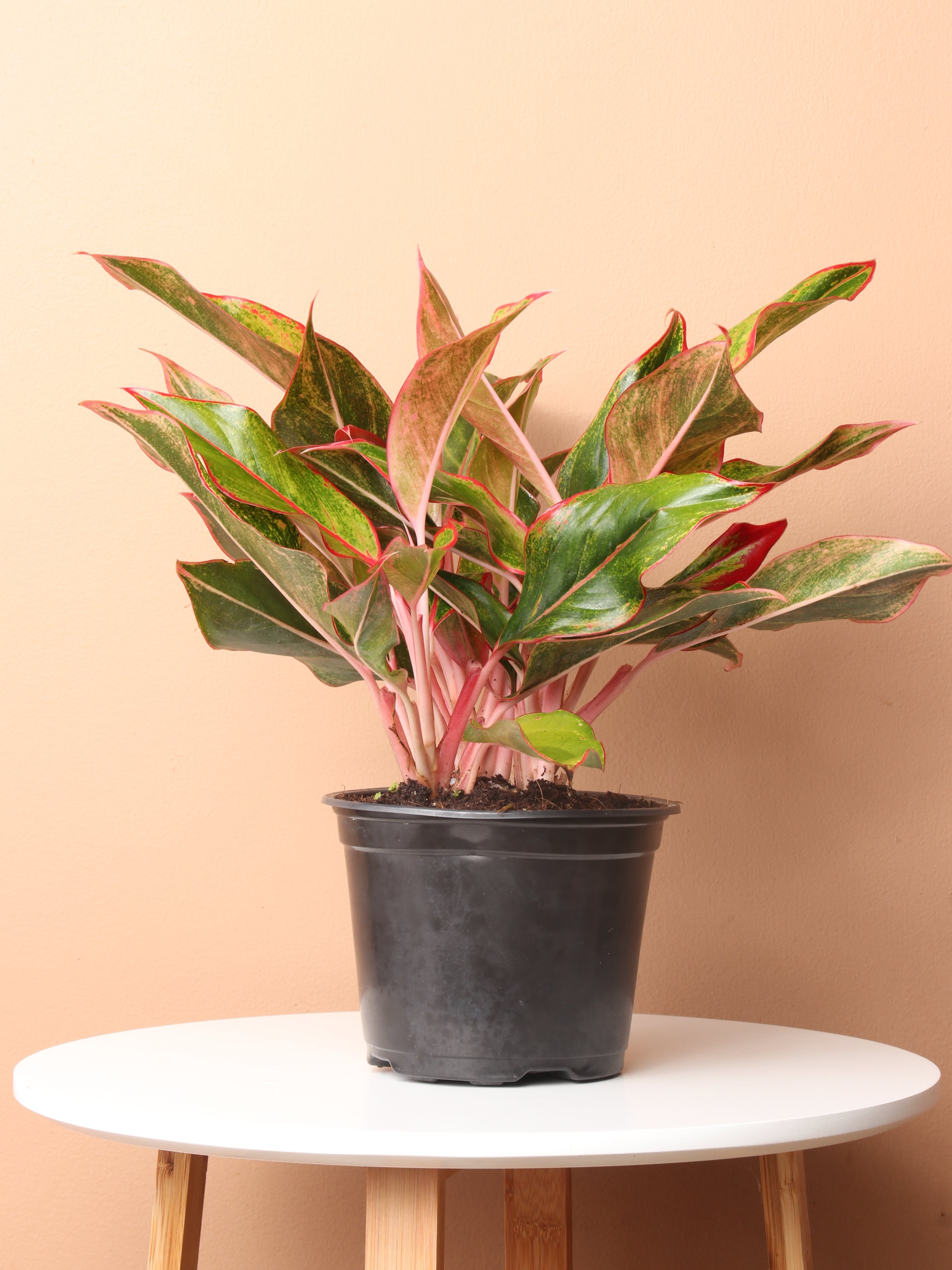 red aglaonema pronunciation Medium Red Aglaonema