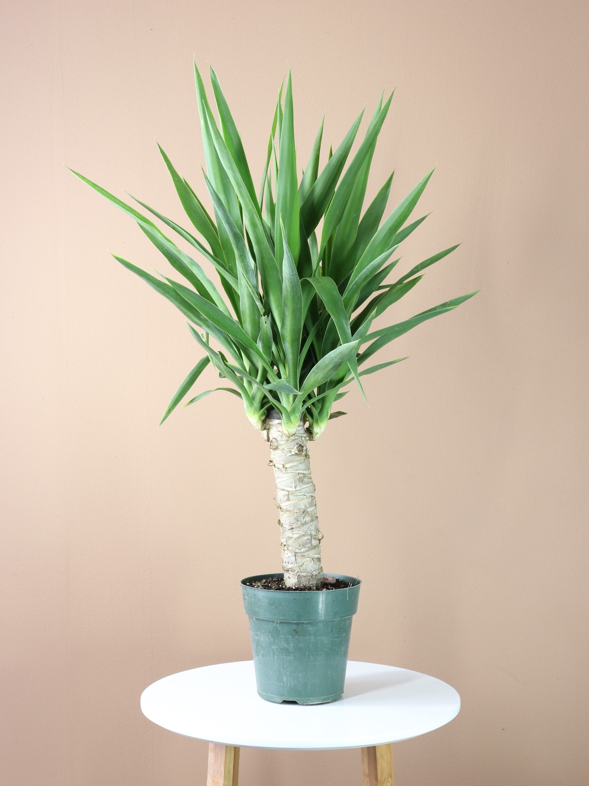 indoor yucca cane plant Yucca Cane (Medium)