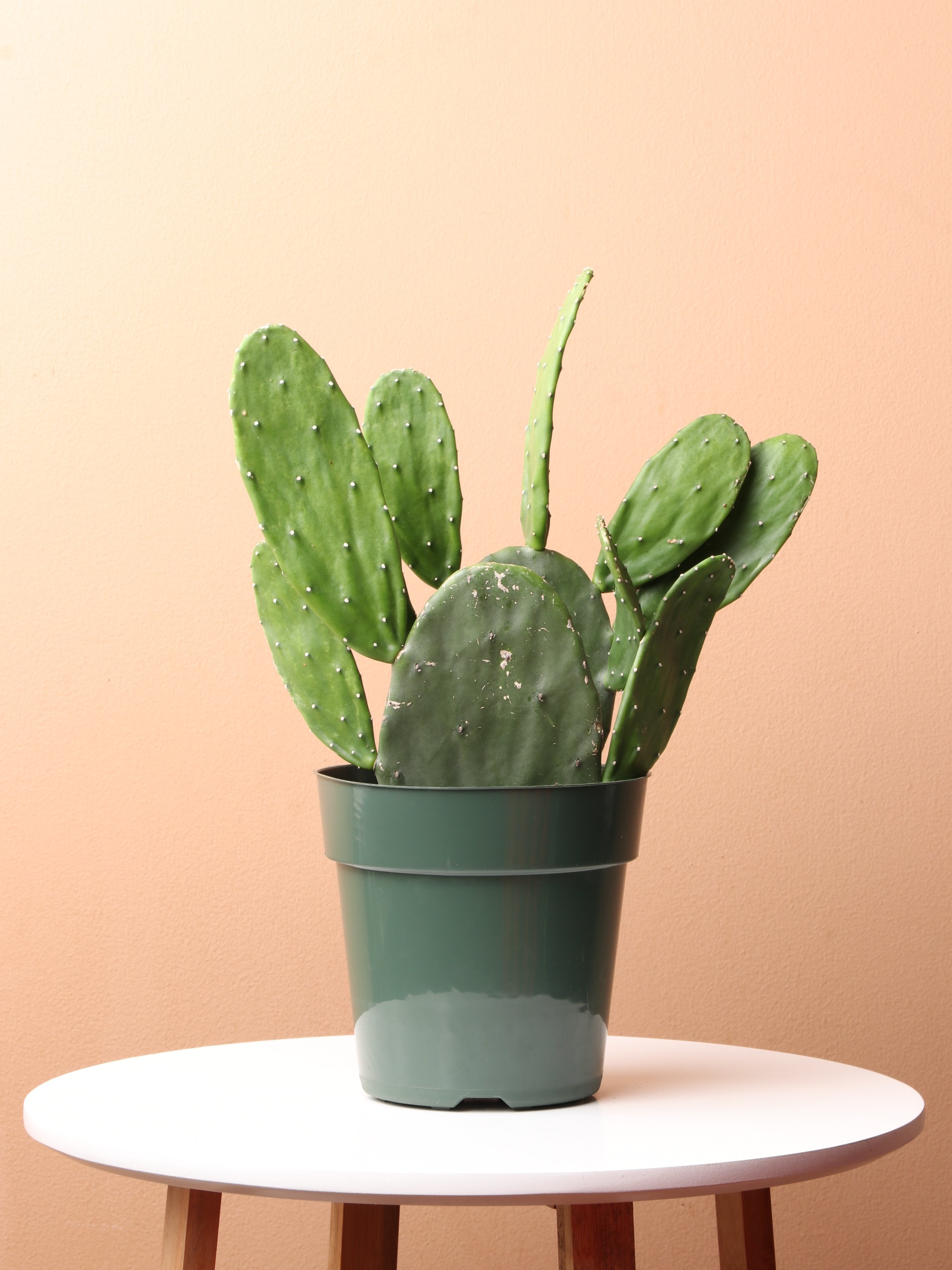prickly pear cactus indoor plant Medium Prickly Pear Cactus – Pafe Plants