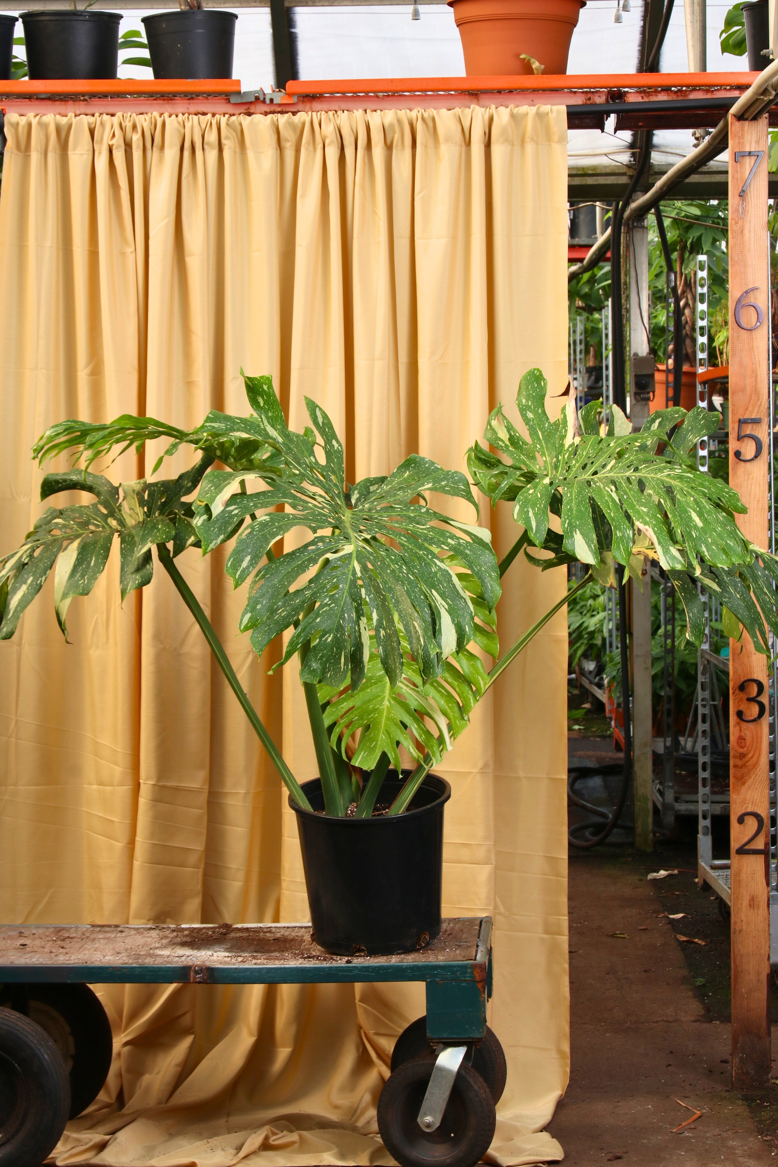 buy large monstera 5.5-7 FT Monstera 'Thai Constellation'