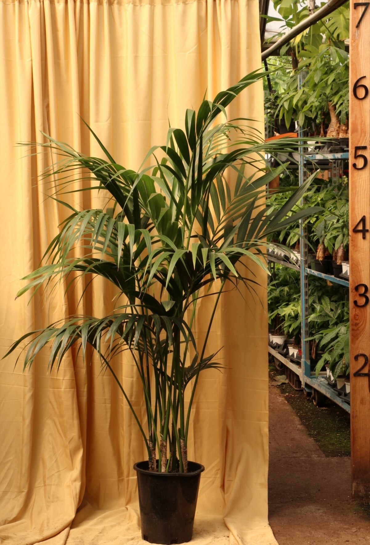 indoor plants kentia palm 5.5-7ft Kentia Palm| Pick the exact one over video call – Pafe Plants