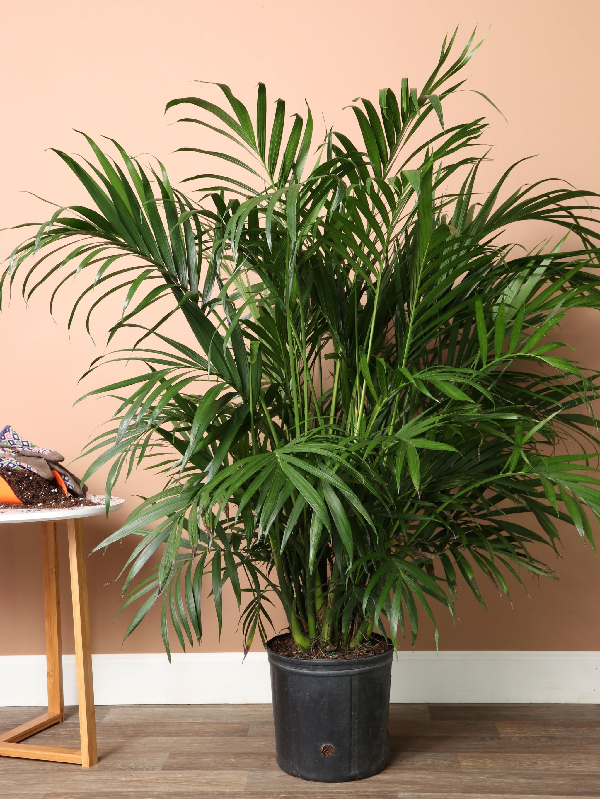 cat palm outdoors 3-5 Feet Cat Palm