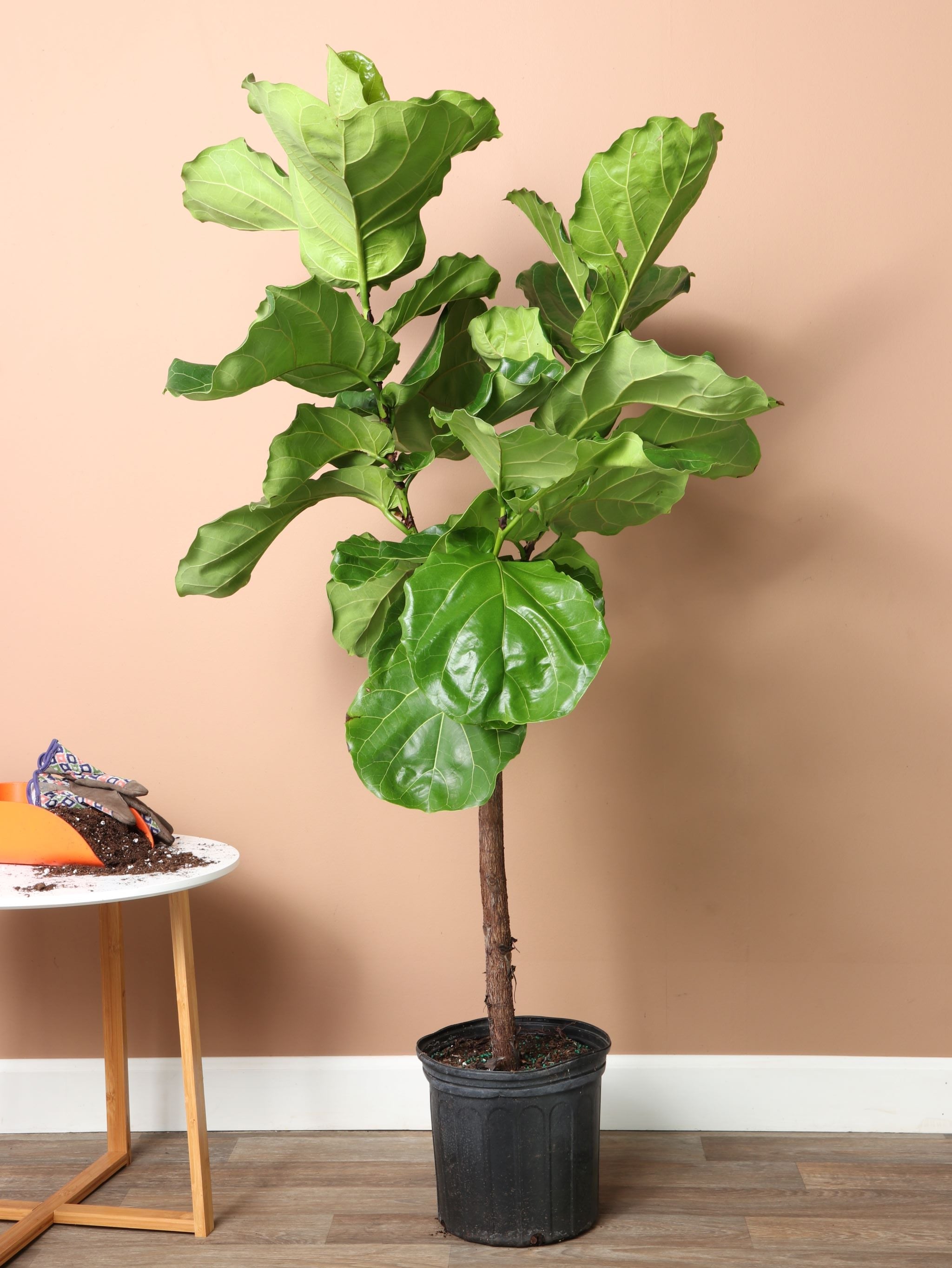 5 foot fiddle leaf fig 3-5 Feet Fiddle Leaf Fig