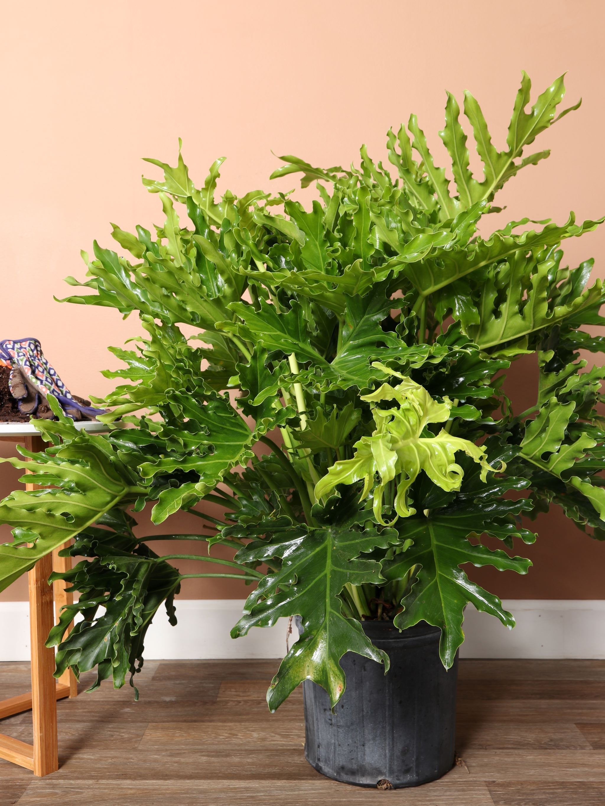 philodendron selloum height 2-3 Feet Philodendron 'Selloum'