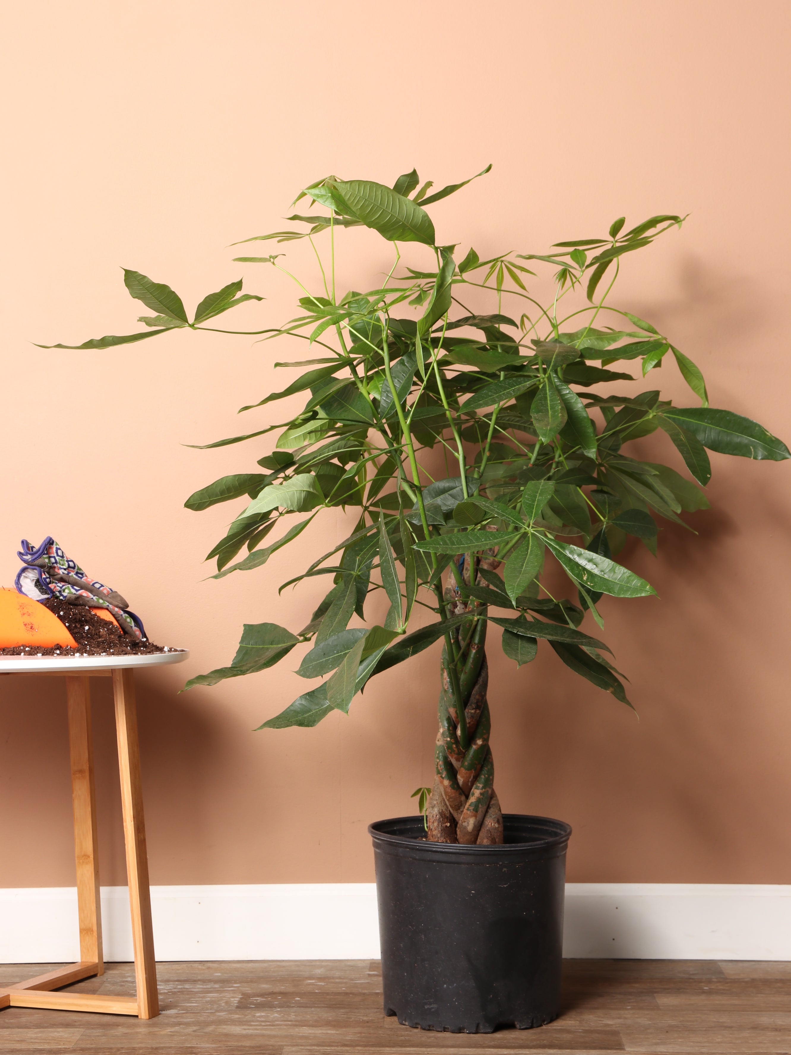 6 foot money tree 3-5 Feet Money Tree