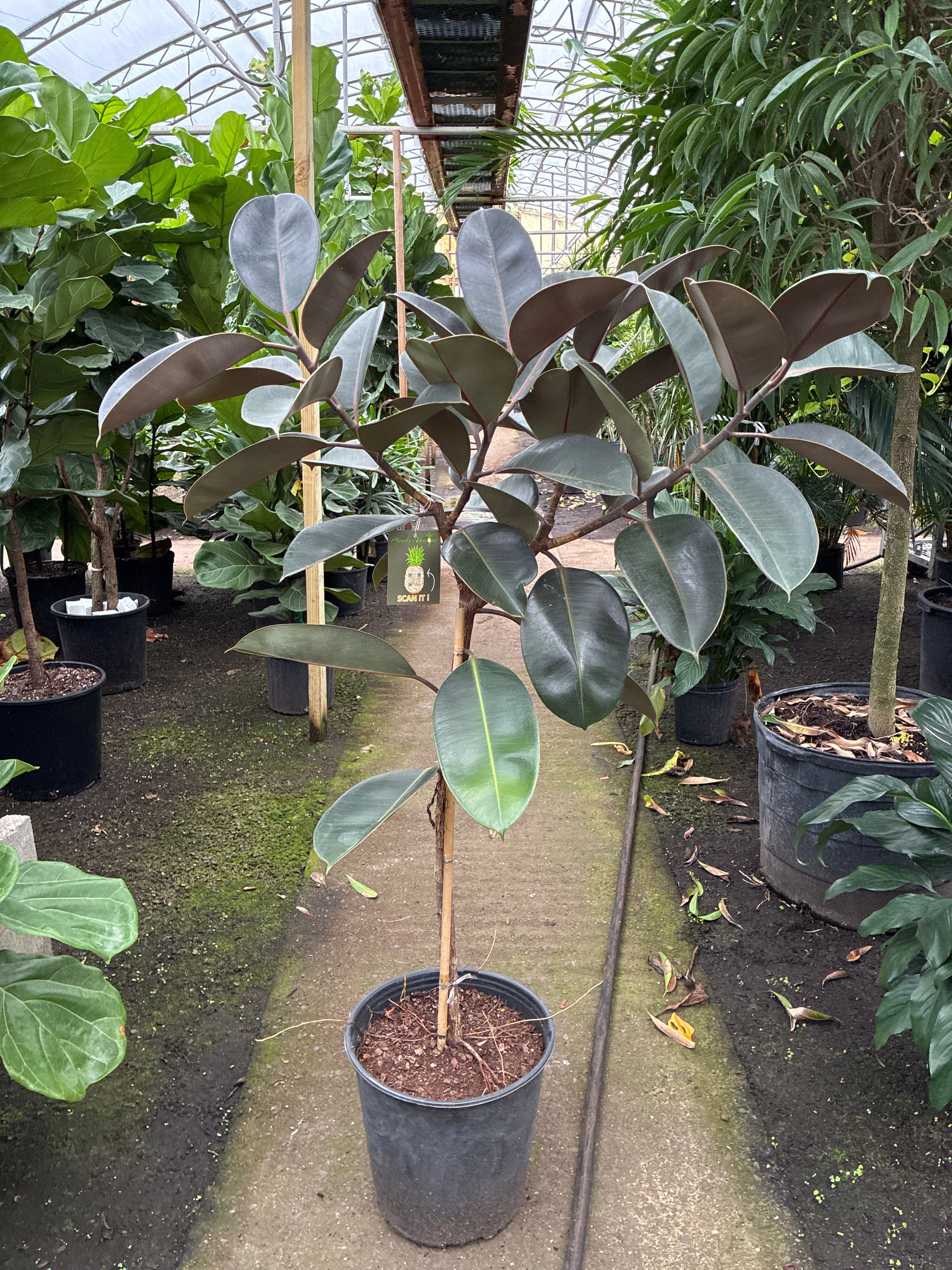 large indoor rubber tree Full Size Rubber Tree STD – Pafe Plants