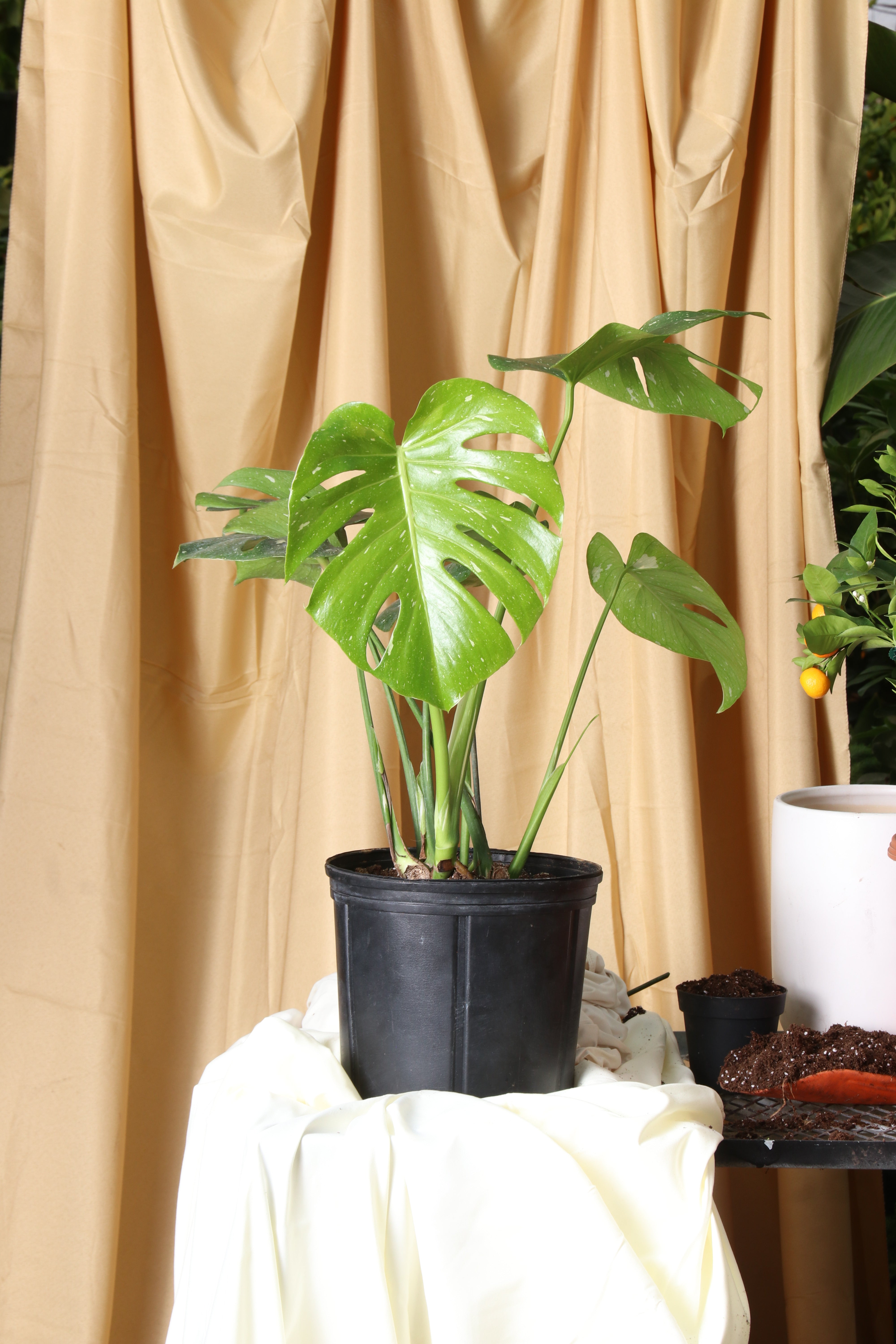 monstera thai constellation xl Large Monstera 'Thai Constellation' – Pafe Plants