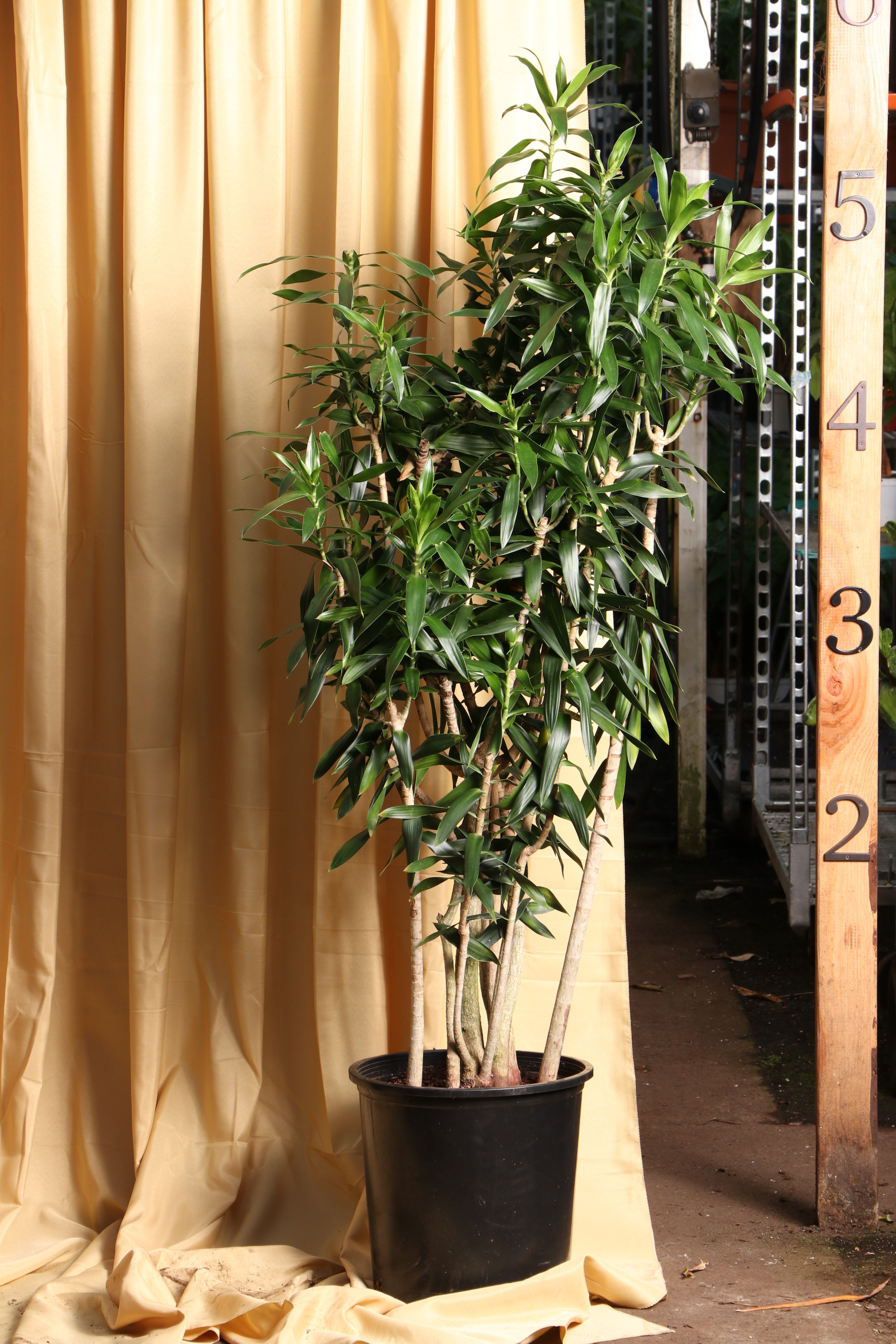 dracaena reflexa lam. Full Size Dracaena Reflexa – Pafe Plants