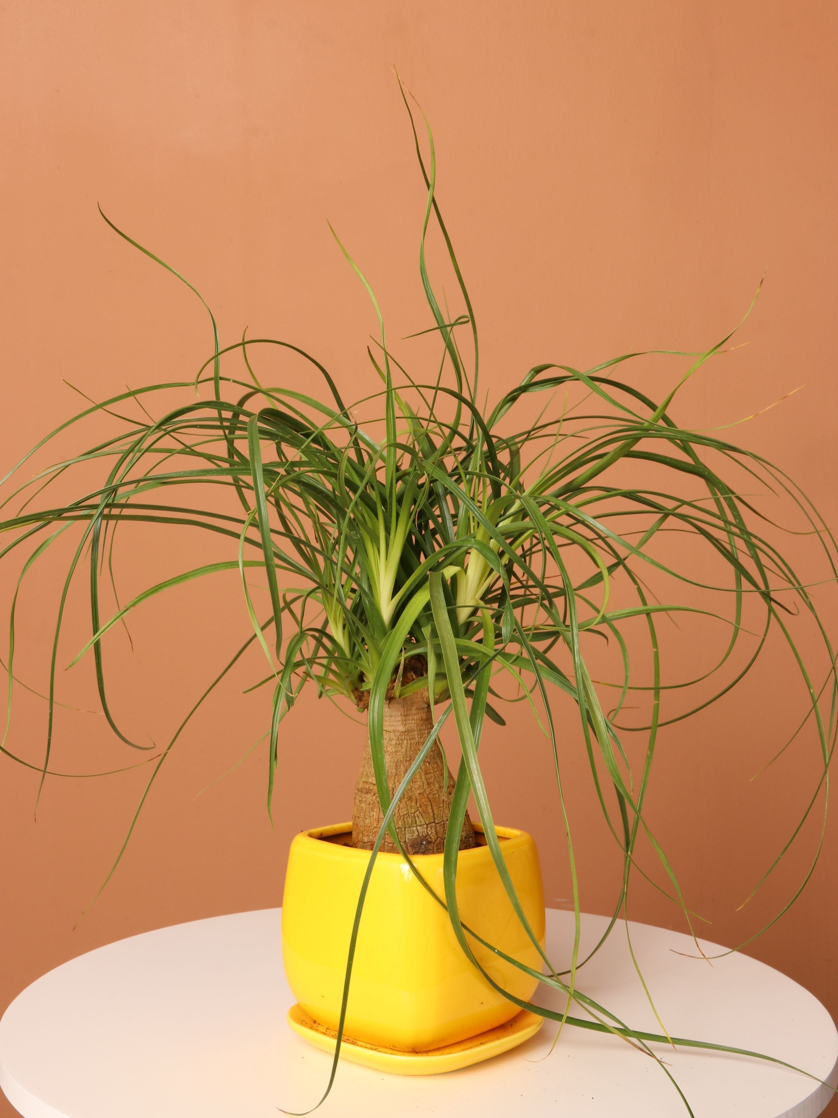 buy ponytail palm Small Ponytail Palm – Pafe Plants