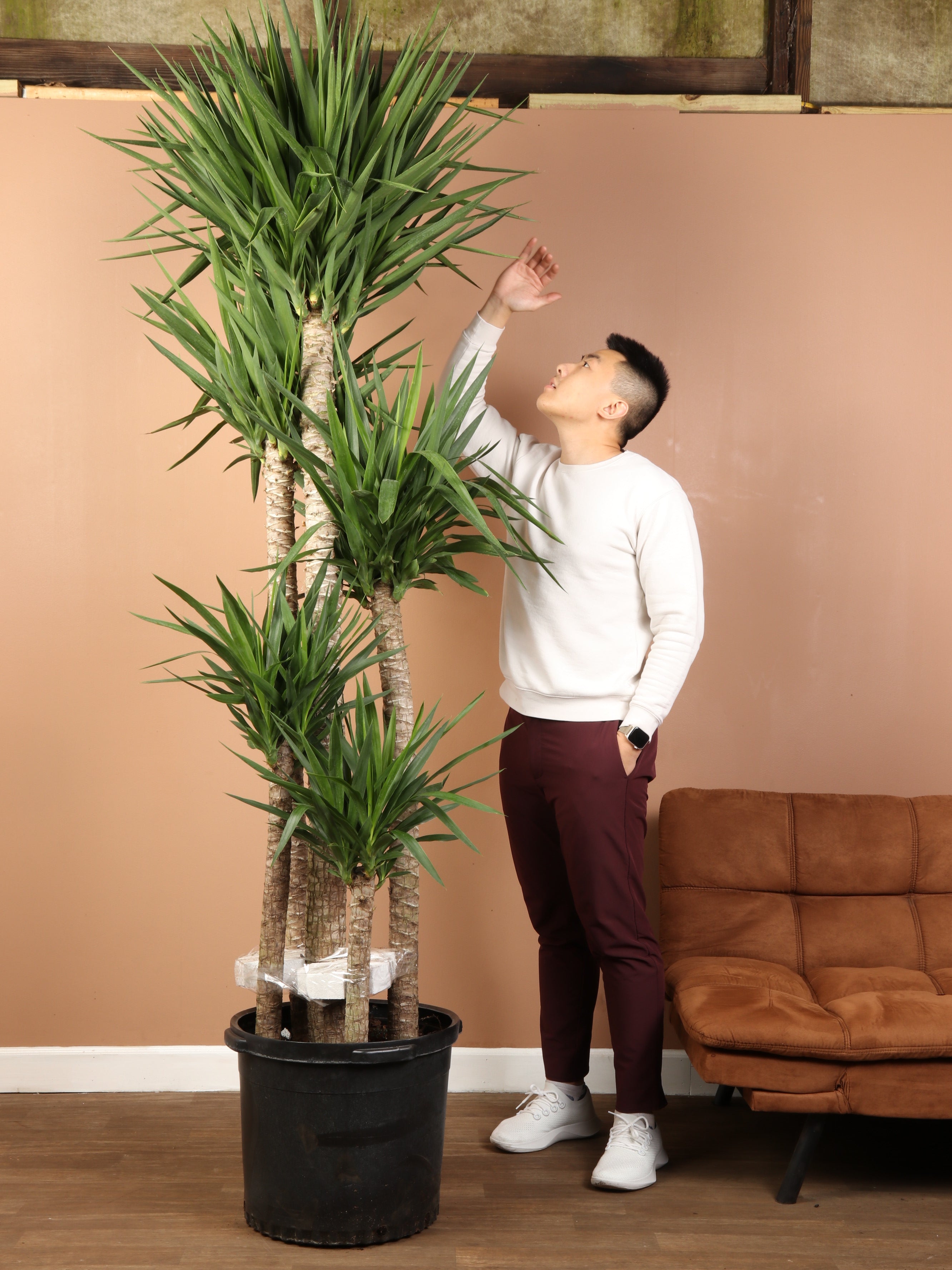 7-10ft Tall Yucca Cane| Pick the exact one over video call – Pafe