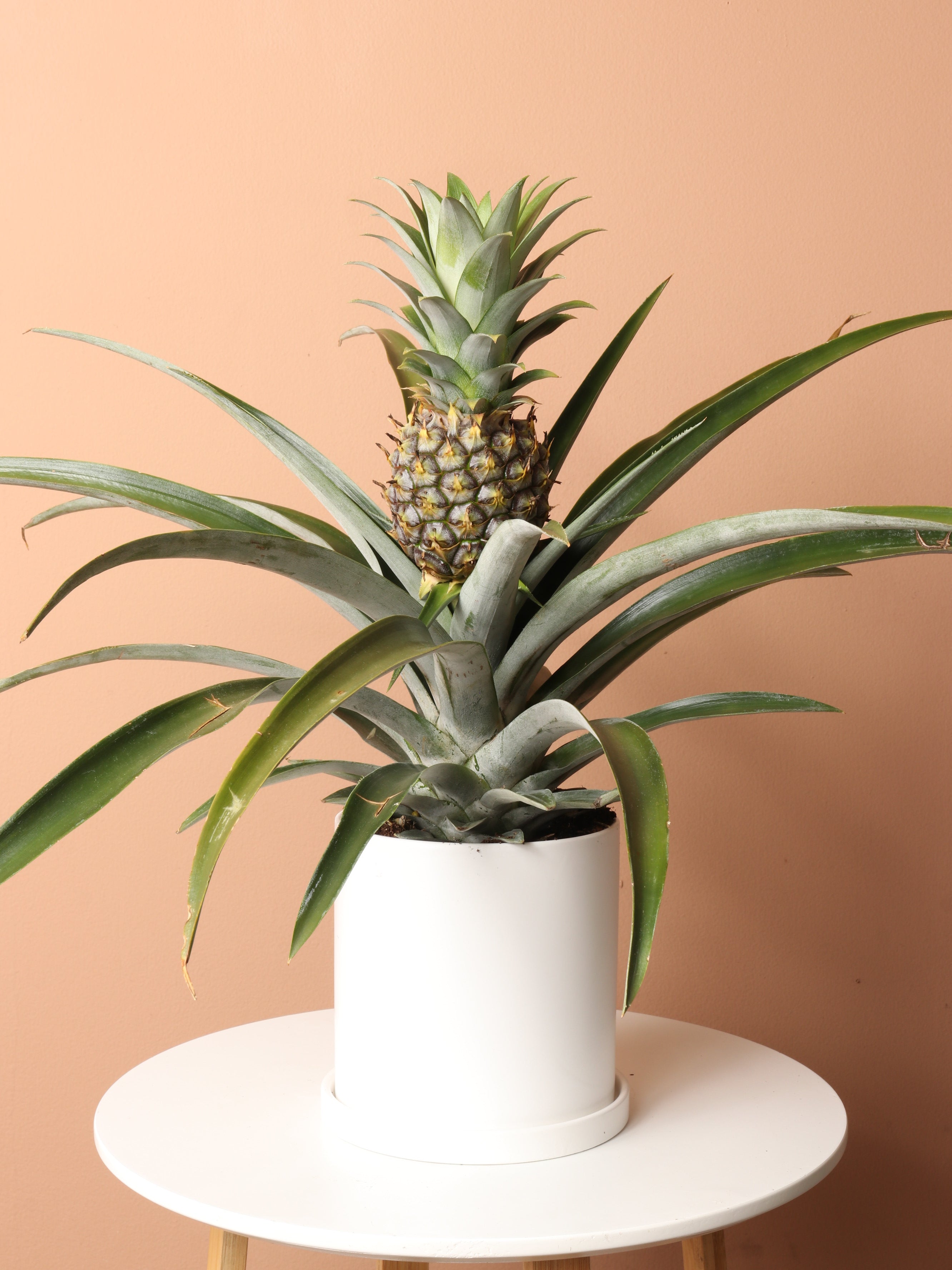 food for pineapple plant Medium Pineapple Plant – Pafe Plants