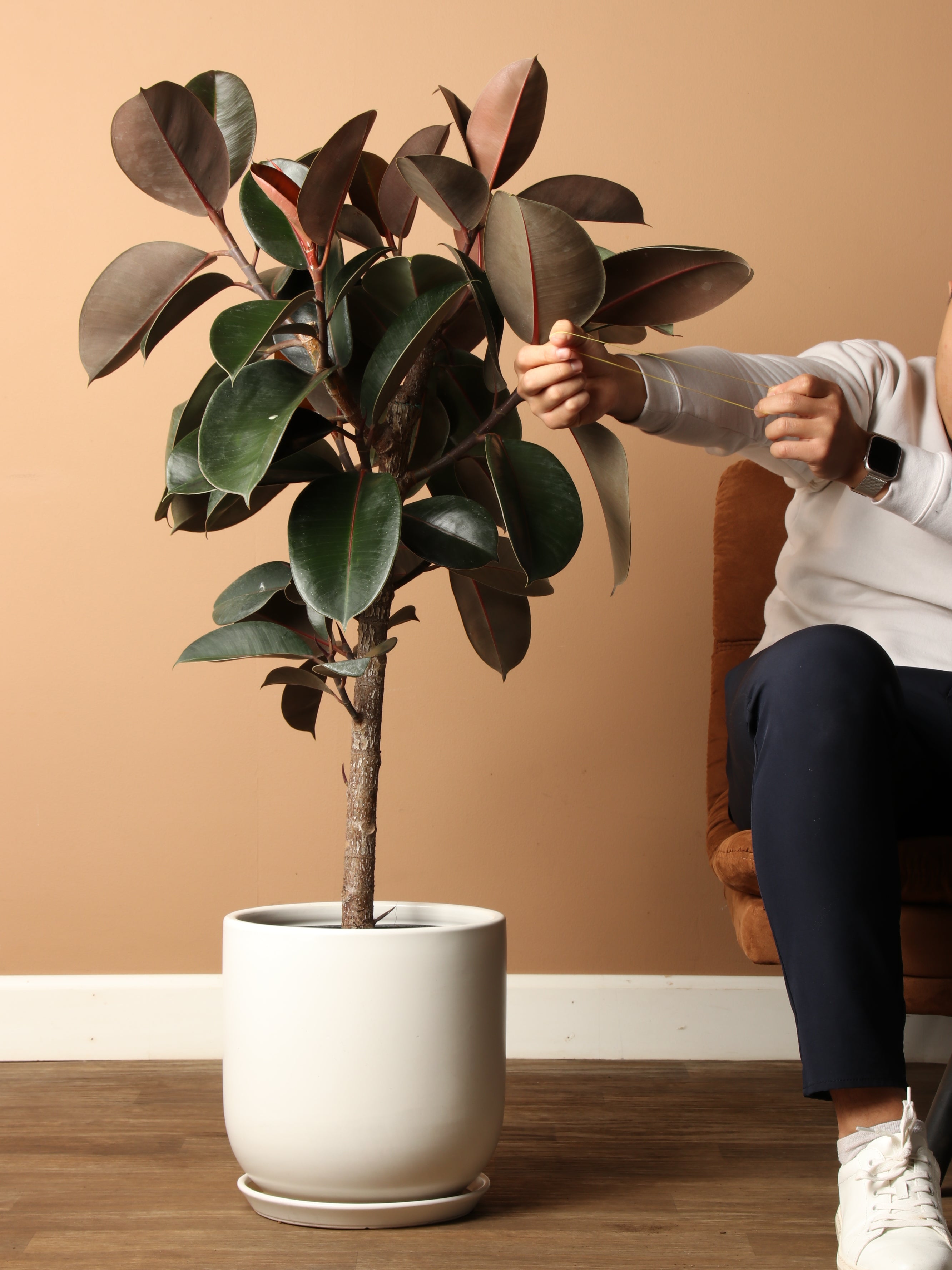 rubber tree kinds 3-5 Feet Rubber Tree Std