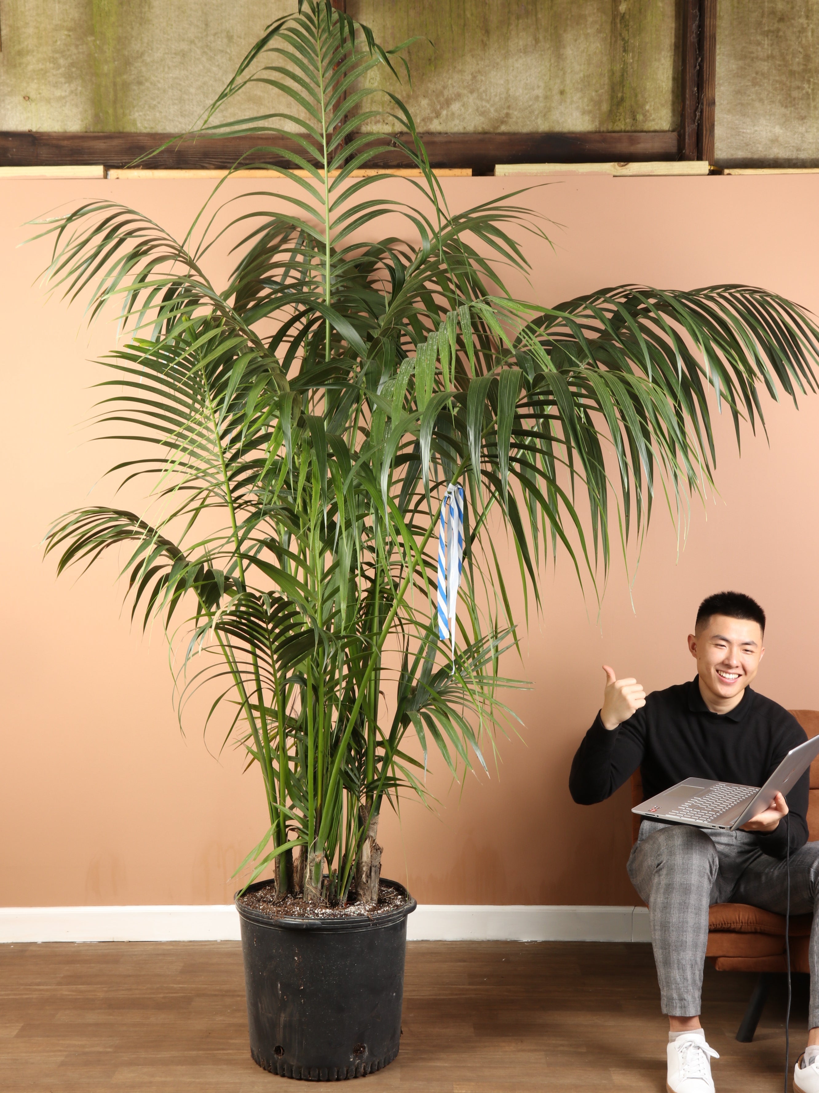 big palm plant indoor 7-10 FT Kentia Palm