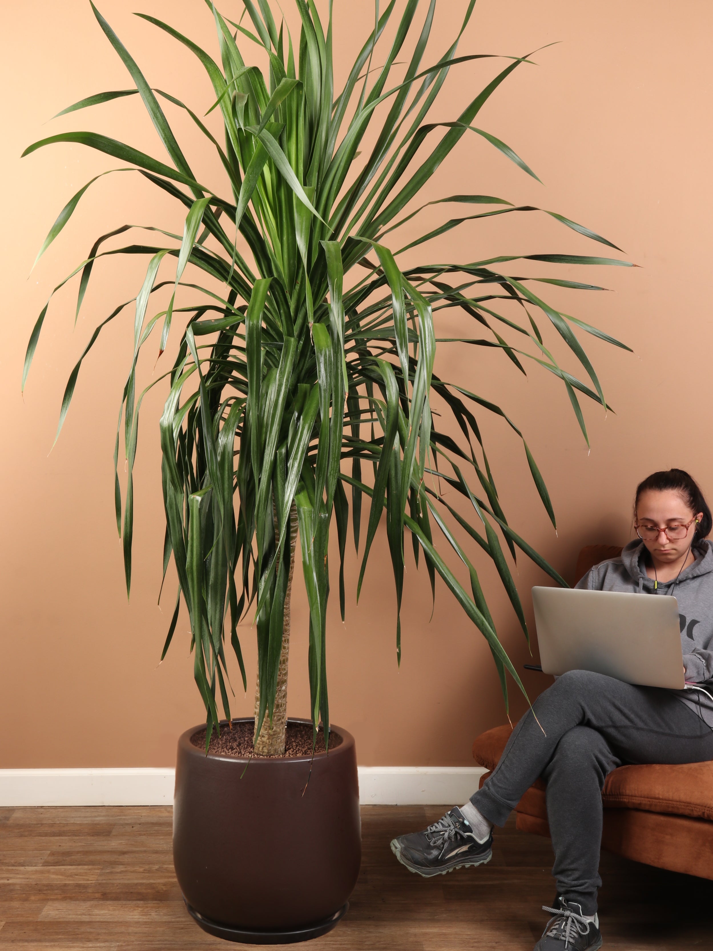how tall does dracaena grow 7-10 FT Dracaena 'Arborea' Single Stalk