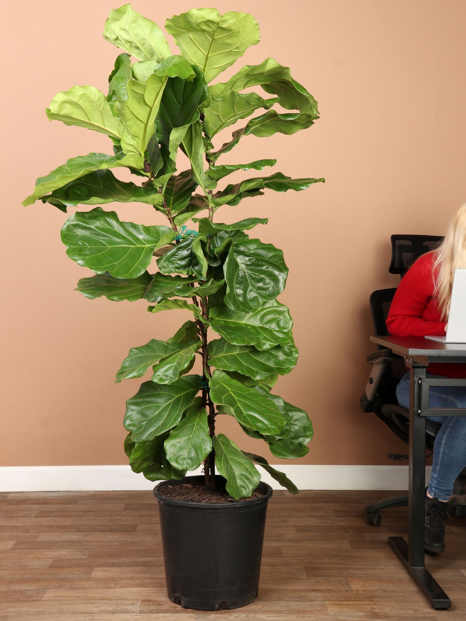 pebble tray for fiddle leaf fig 6-8 FT Fiddle Leaf Fig Bush