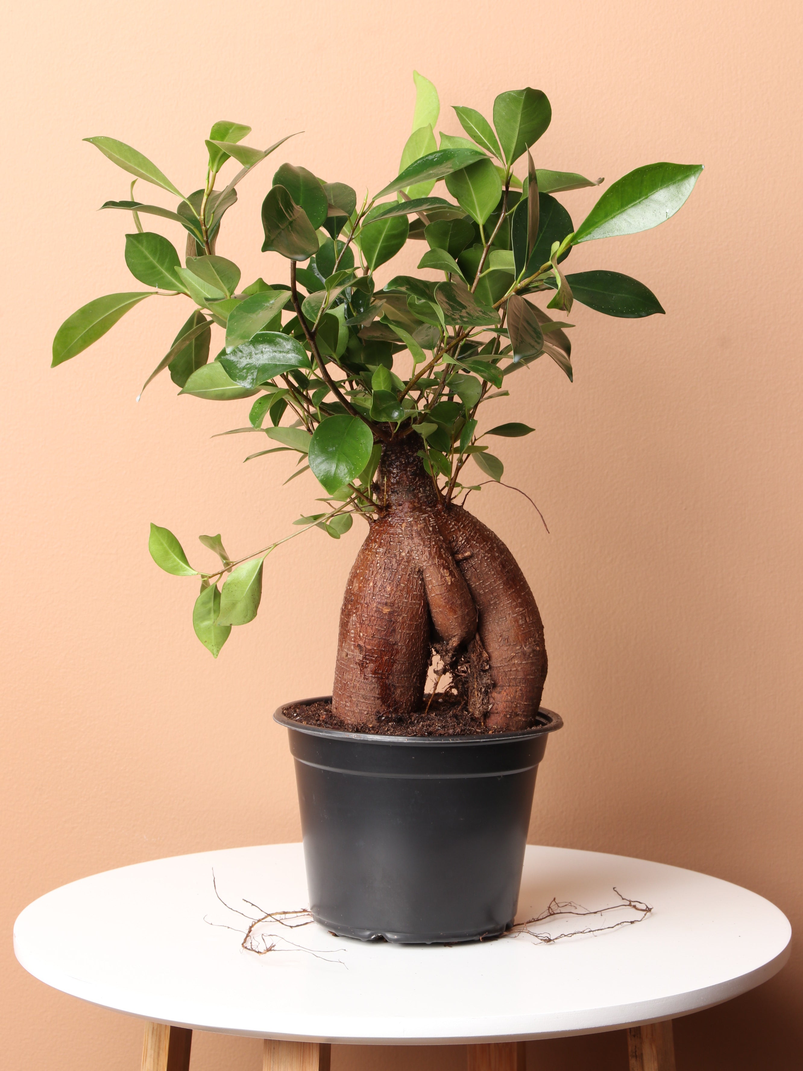 bonsai ginseng tree Ginseng Ficus Bonsai
