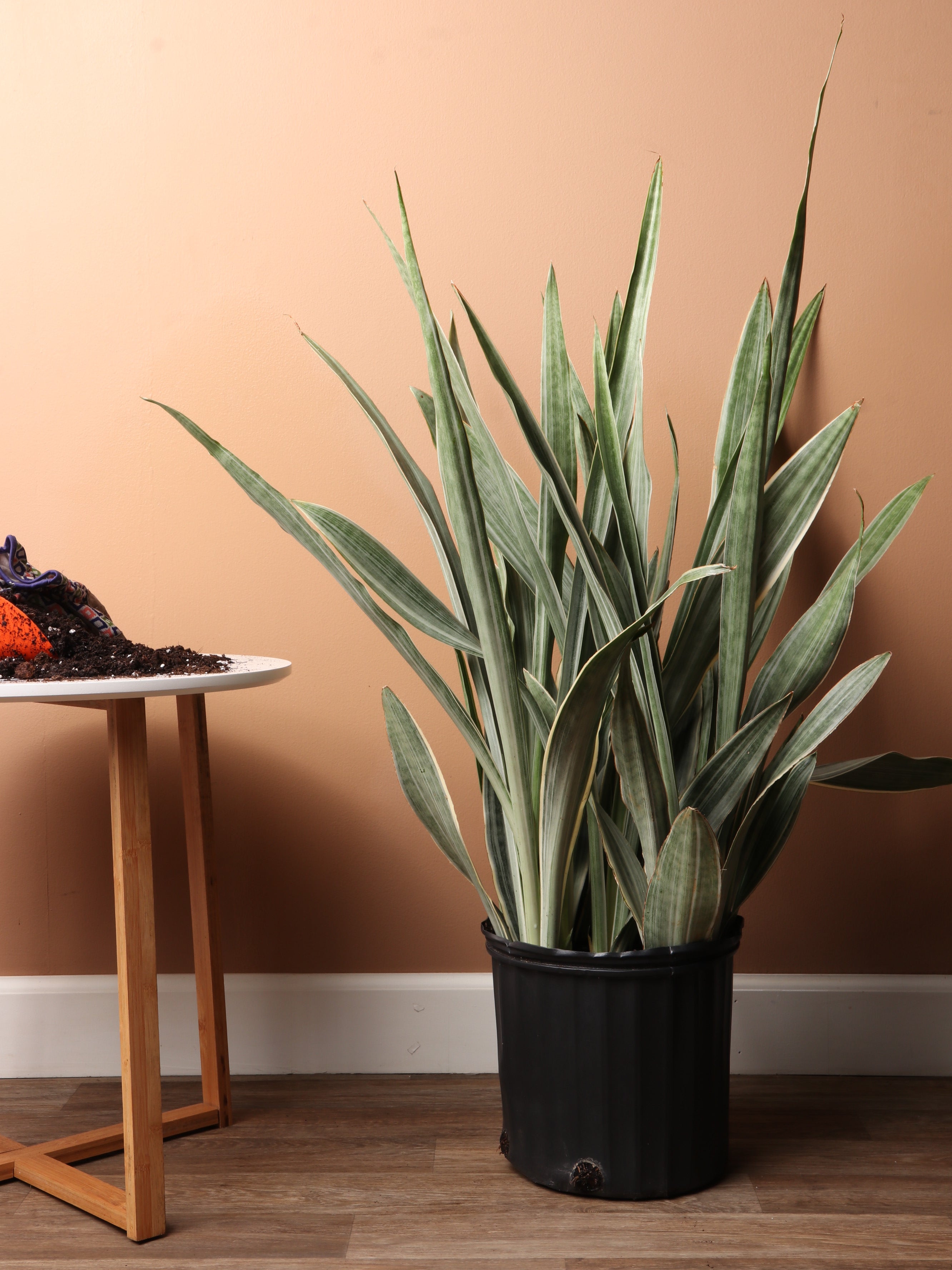 snake plants sansevieria sp 3-5 Ft Snake Plant 'Sayuri'