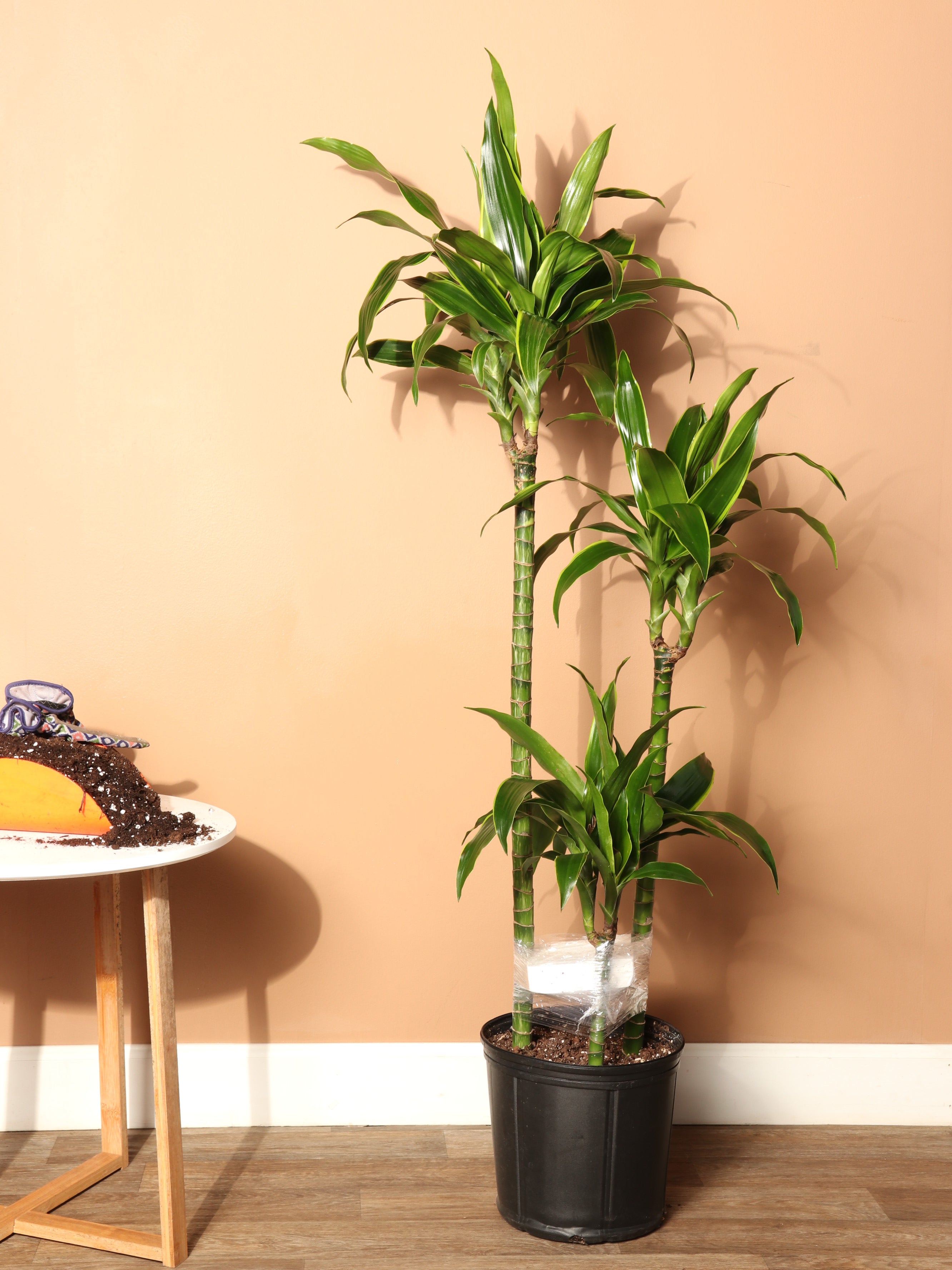 dracaena massangeana cane plant 3-5 FT Dracaena 'Carmen' Cane