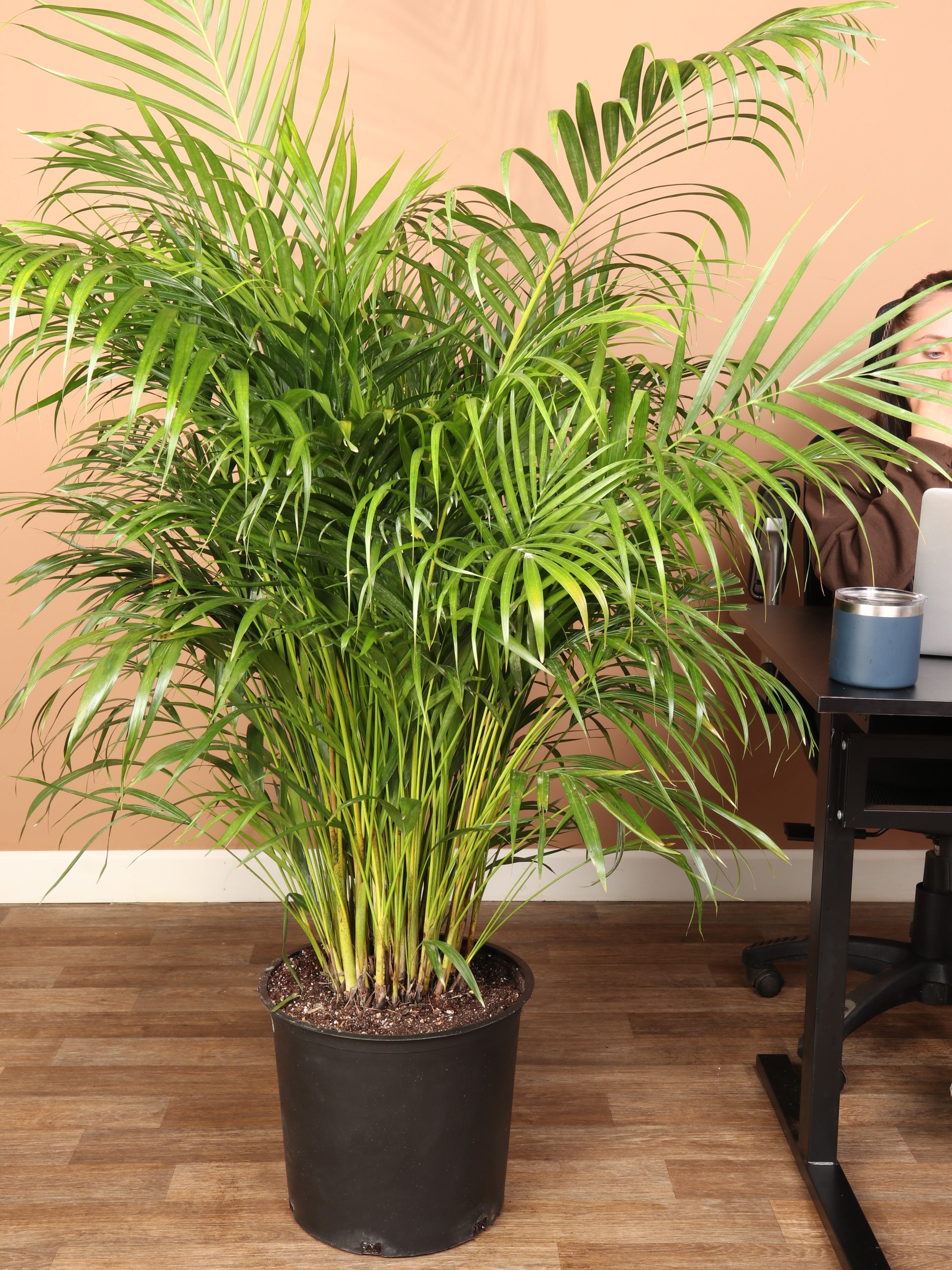 areca palm and parlour palm 5.5-7 FT Areca Palm
