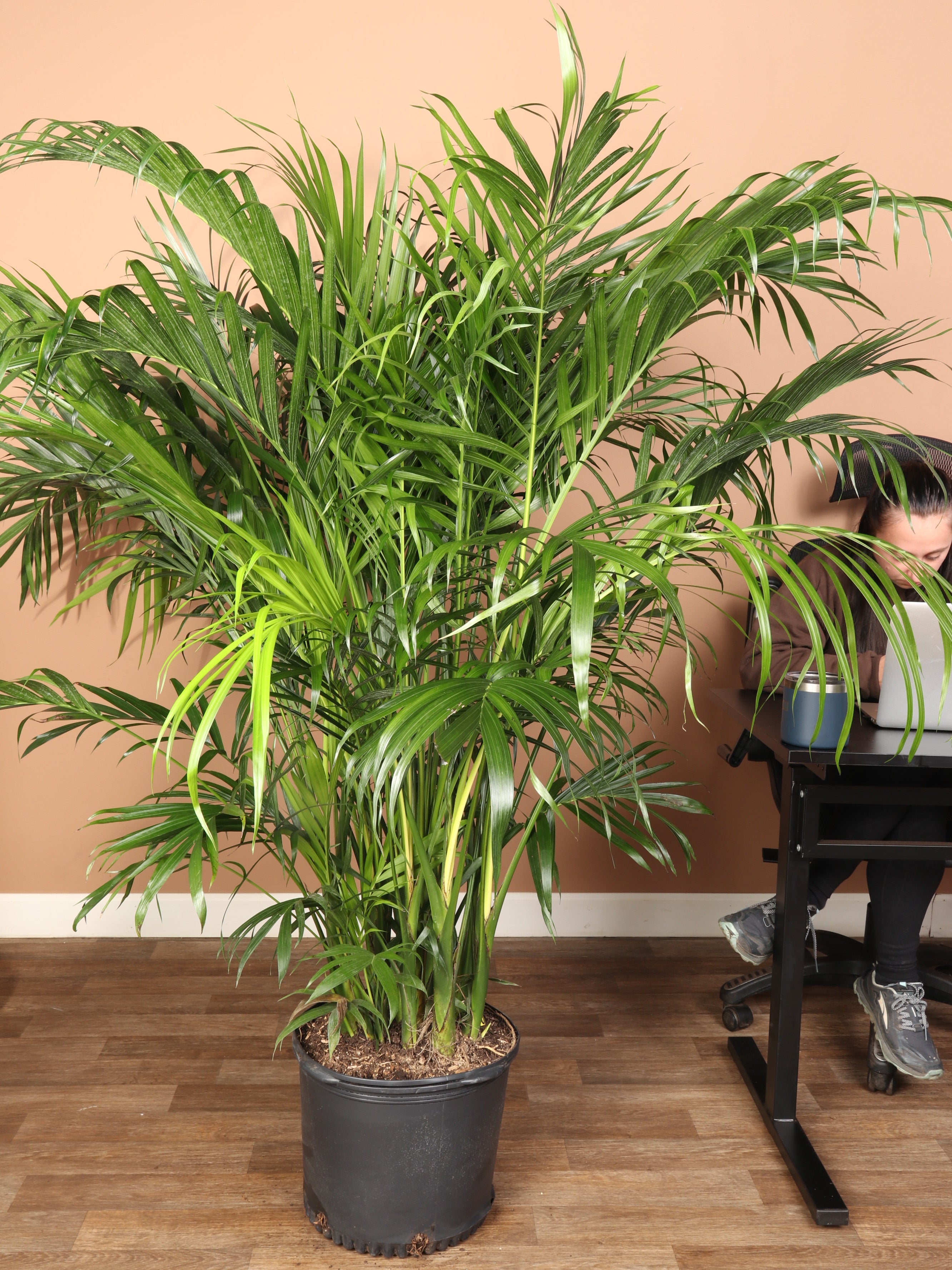 cat palm vs areca palm 6-8 FT Cat Palm