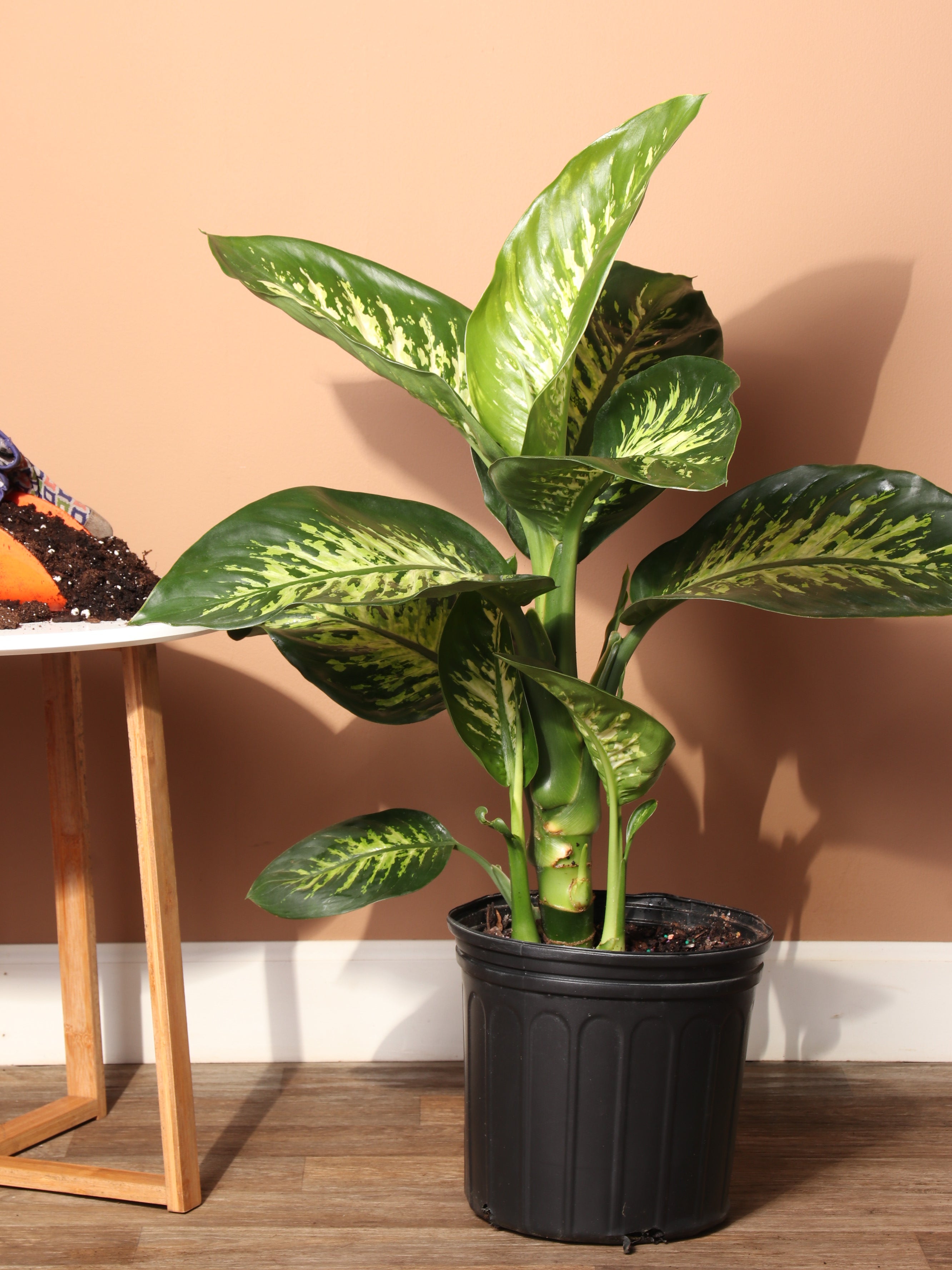 dieffenbachia chat 3-5 Ft Dieffenbachia 'Tropic Snow'