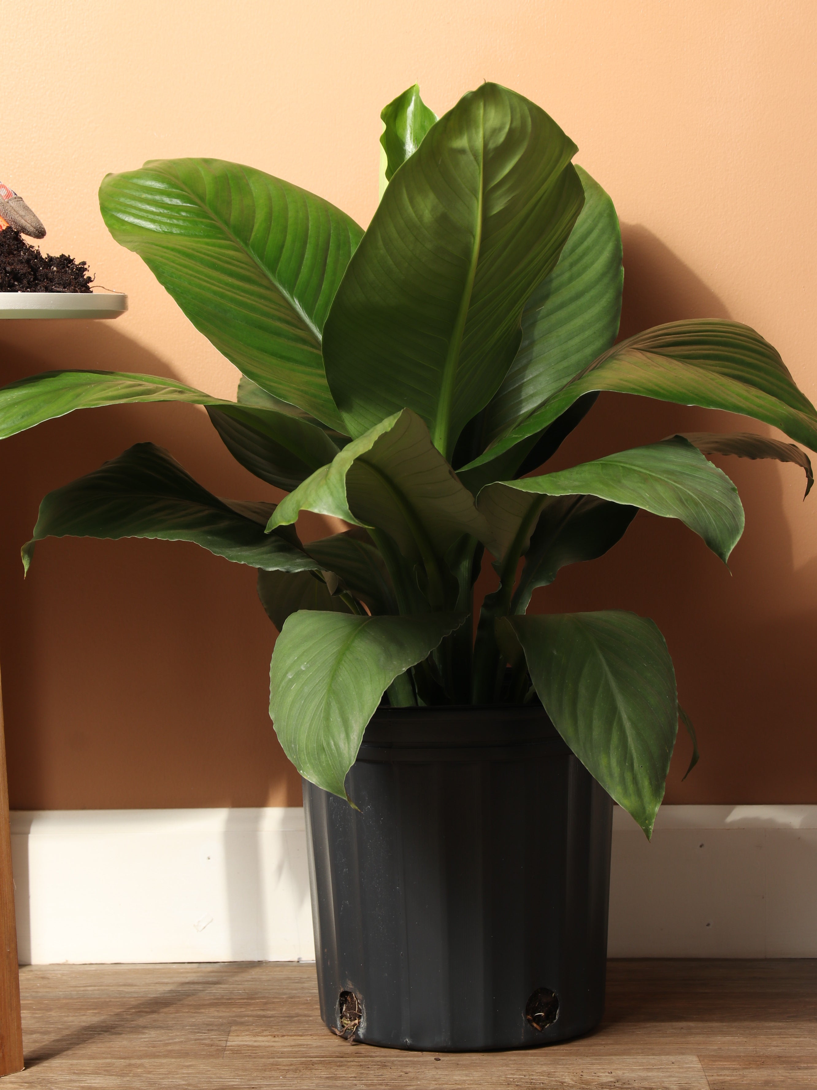 spathiphyllum sensation peace lily 3-5 Ft Sensation Peace Lily