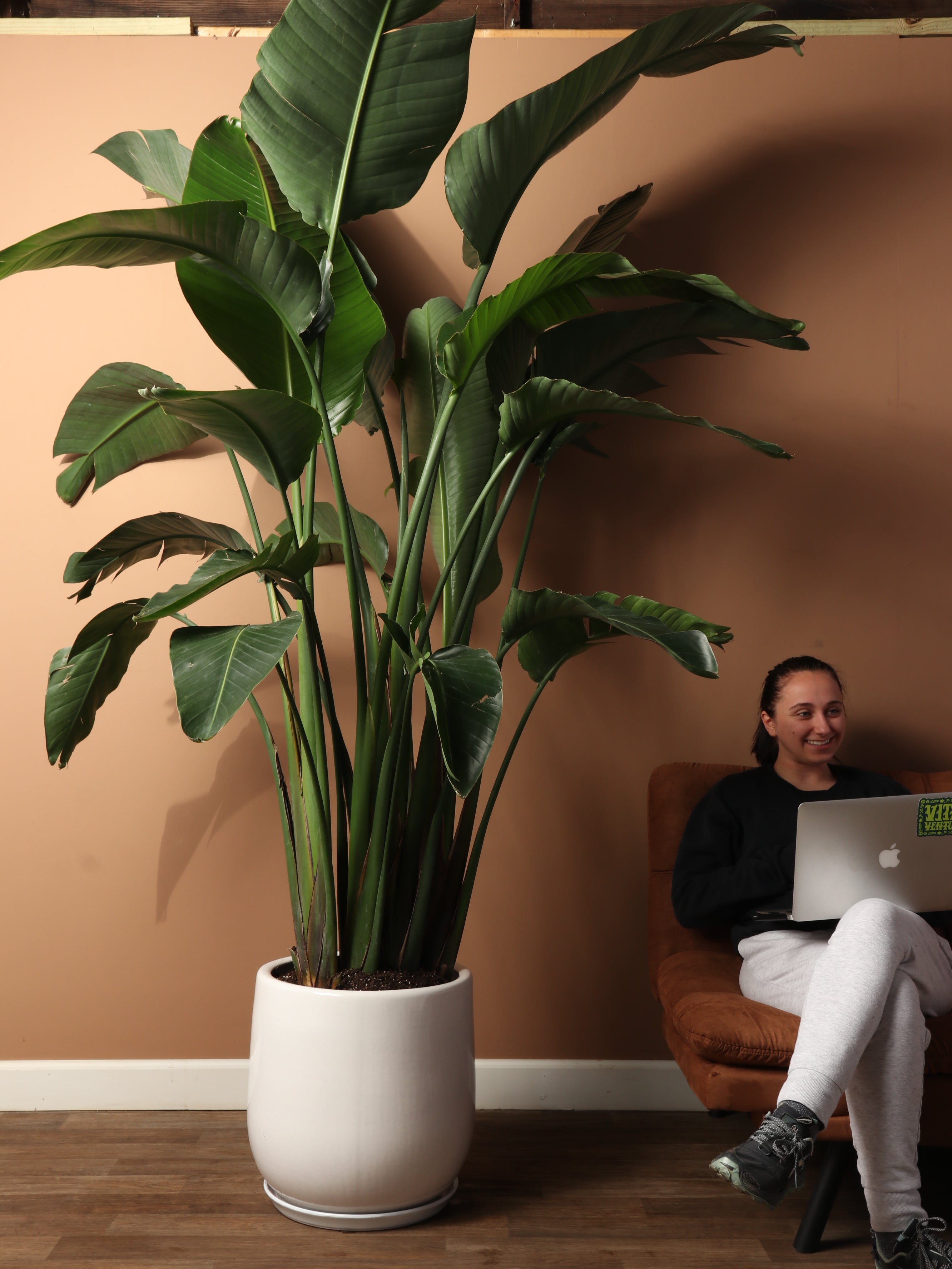 house plants paradise 7-10FT Bird of Paradise