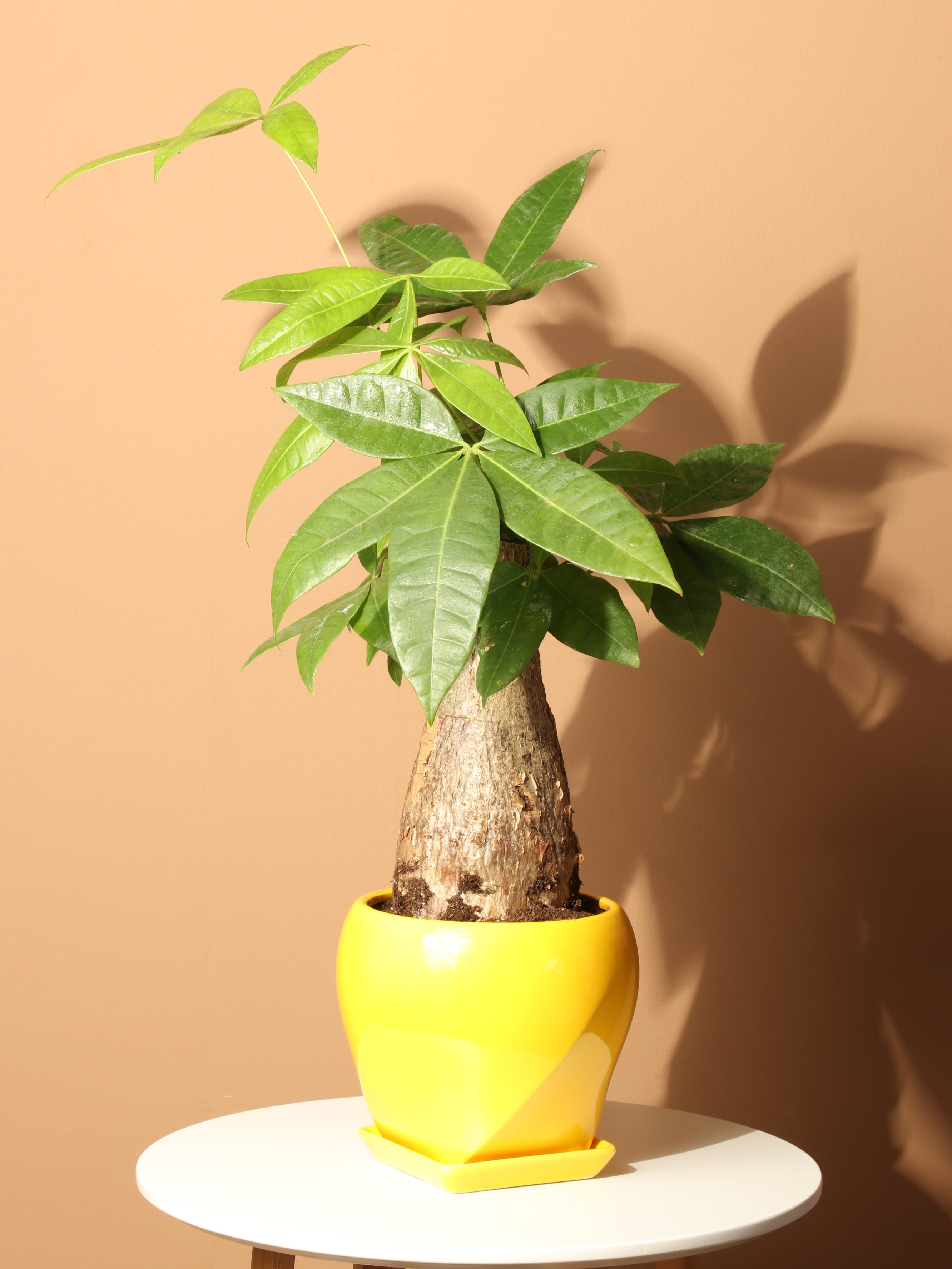 can you save a money tree with a soft trunk Medium Money Tree Stump – Pafe Plants