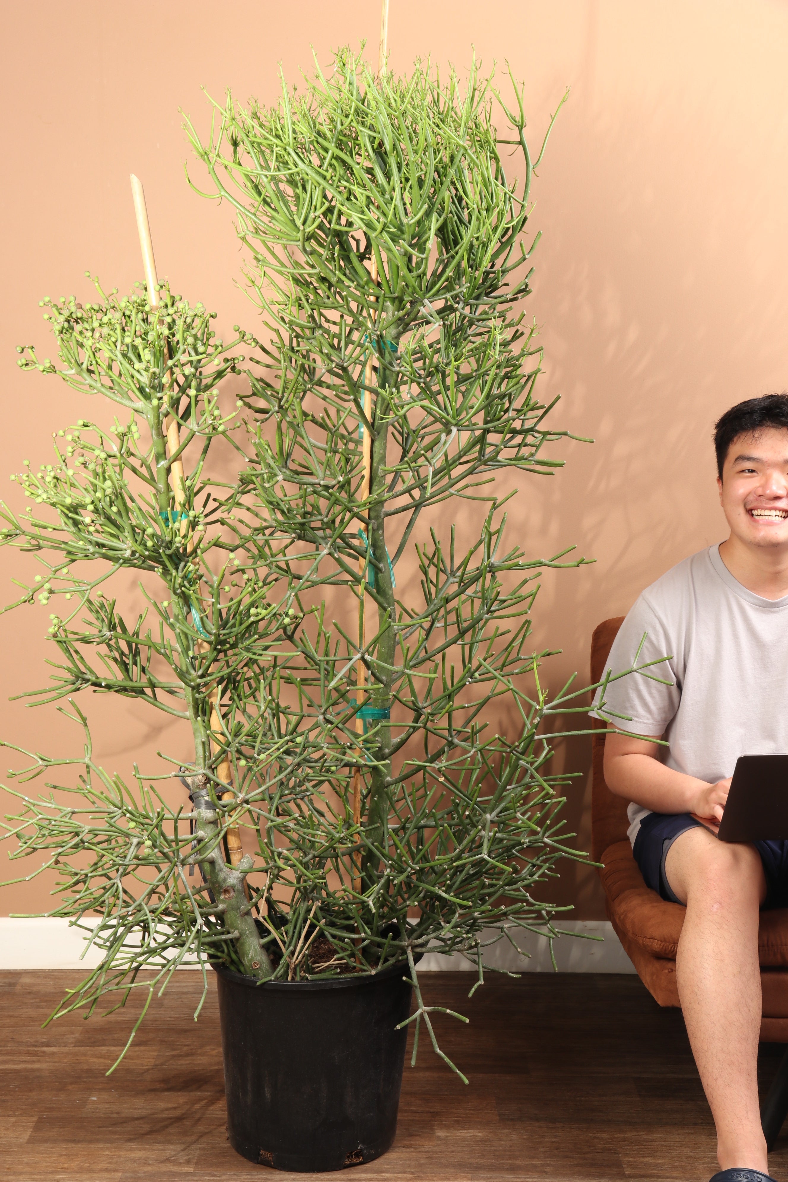 pencil cactus origin 6-8 FT Pencil Cactus