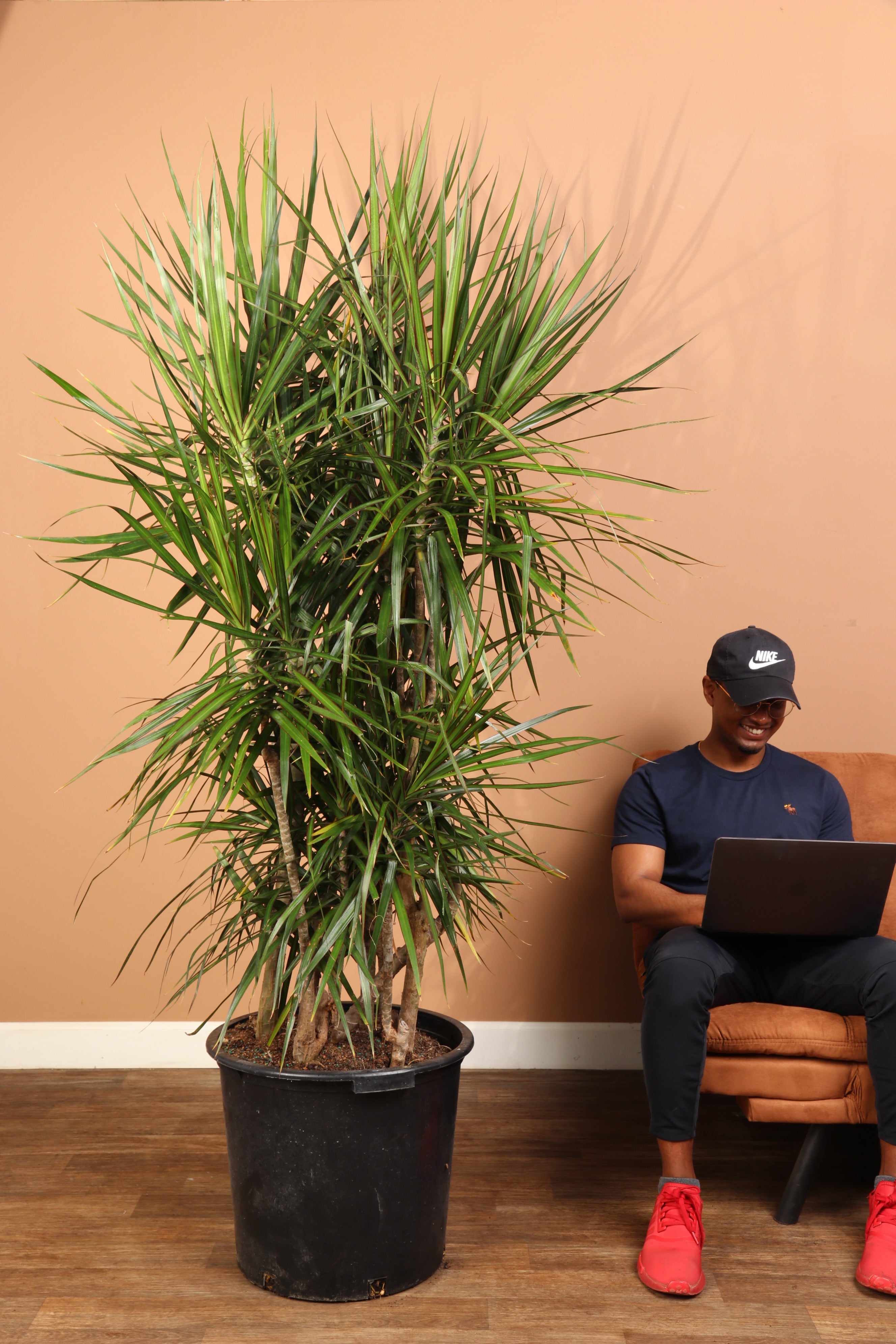 dracaena pele plant 7-10 FT Dracaena Marginata