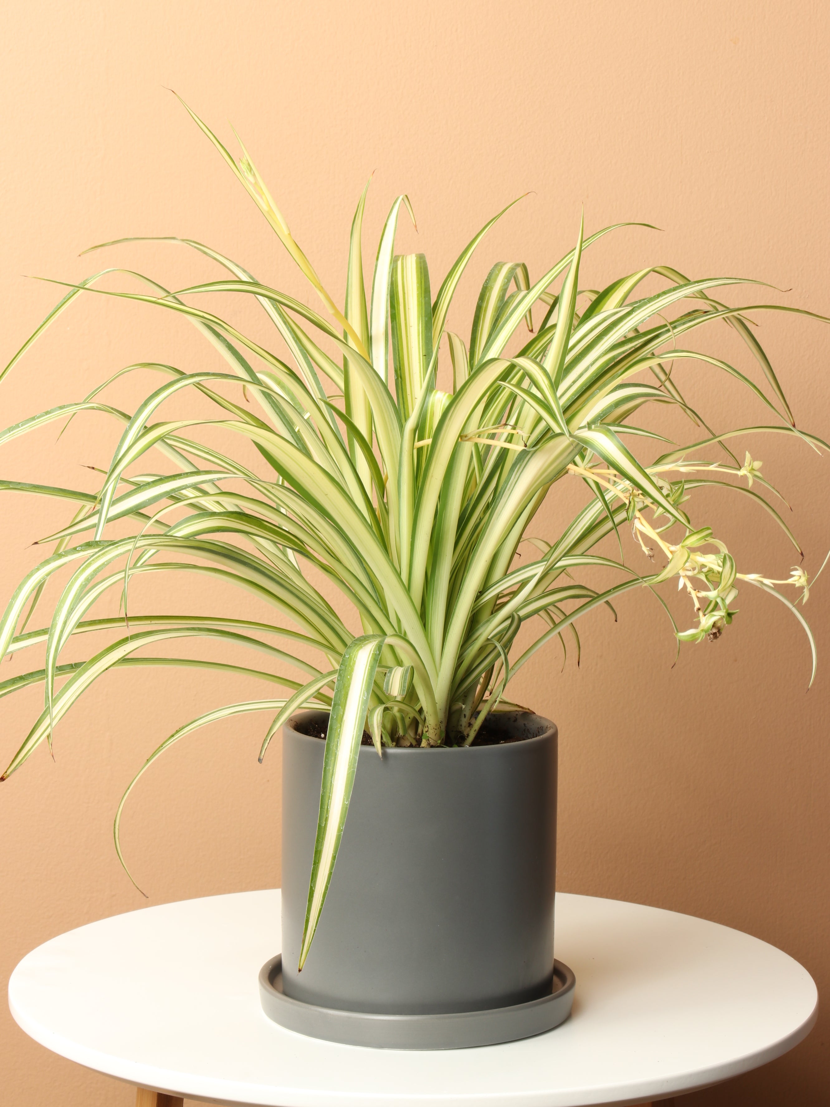 potted spider plants Small Spider Plant – Pafe Plants