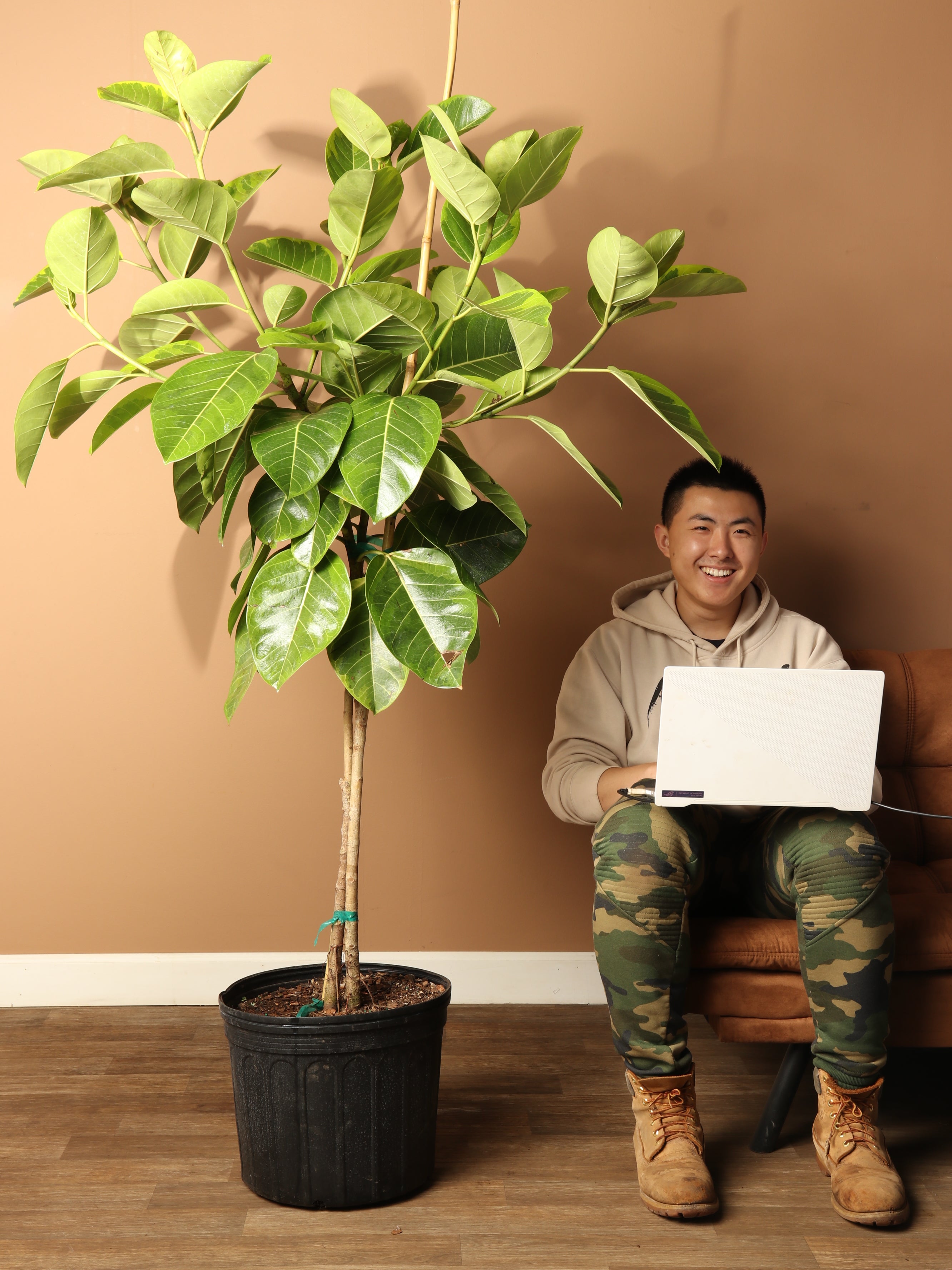 ficus altissima pet safe 6-8Ficus Altissima Std| Pick the exact one over video call