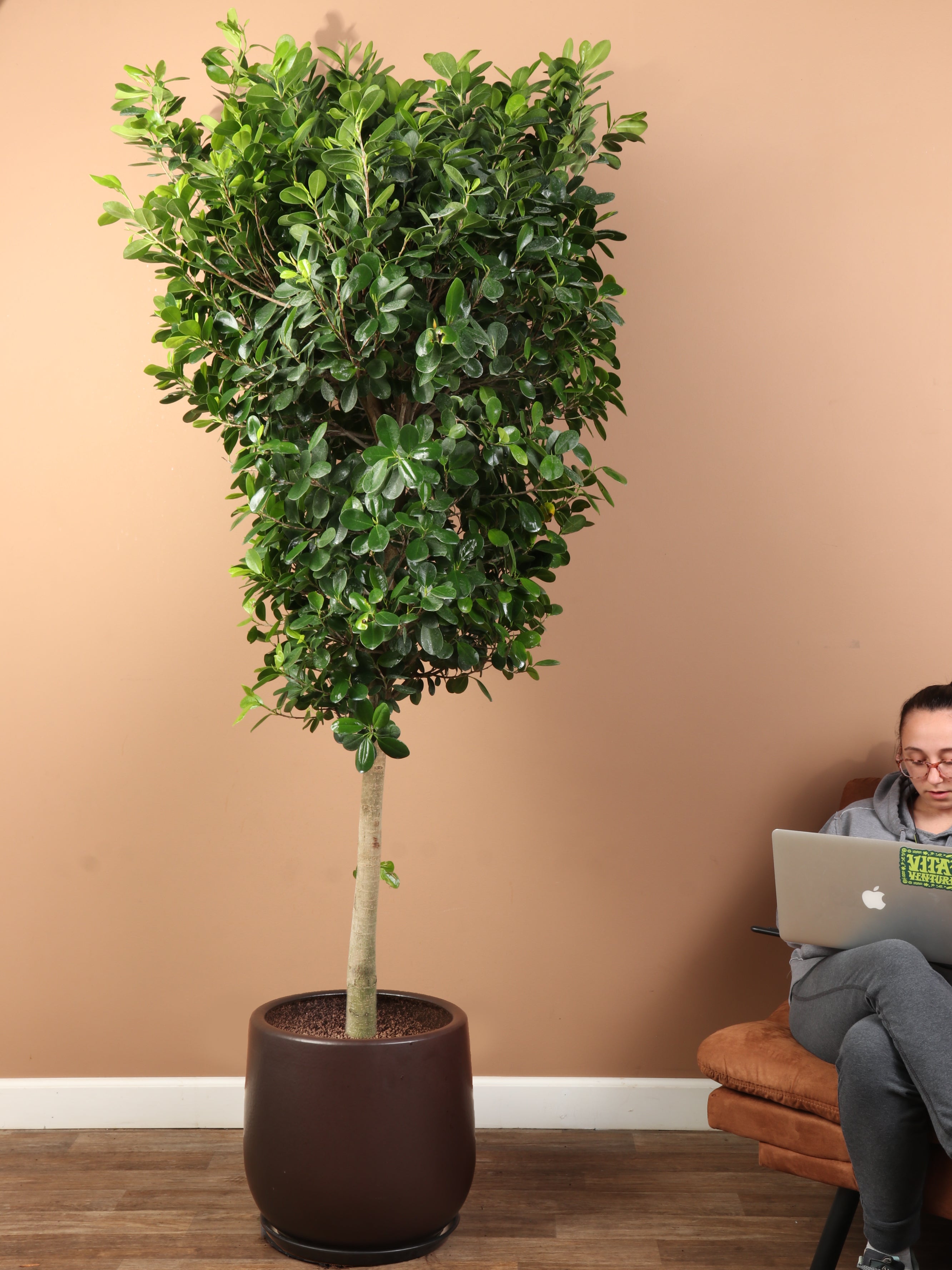 ficus tree house plant 7-10 FT Ficus 'Danielle'