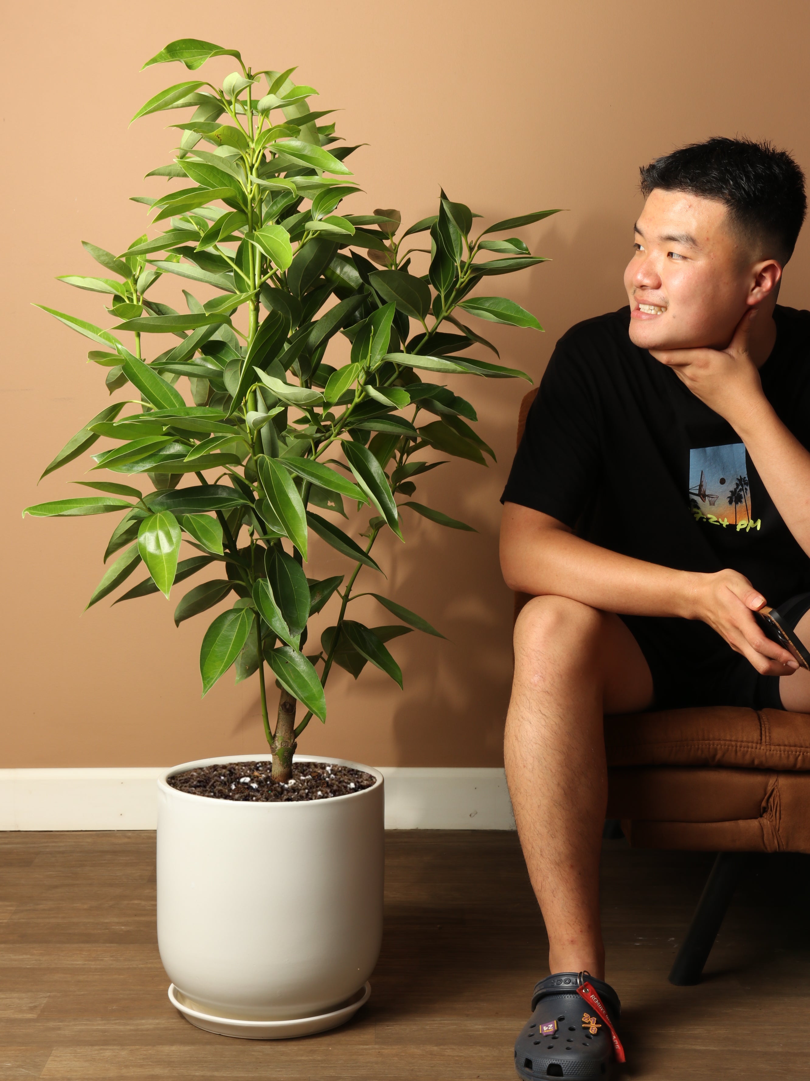 is cinnamon good for house plants 3-5 FT Cinnamon Plant