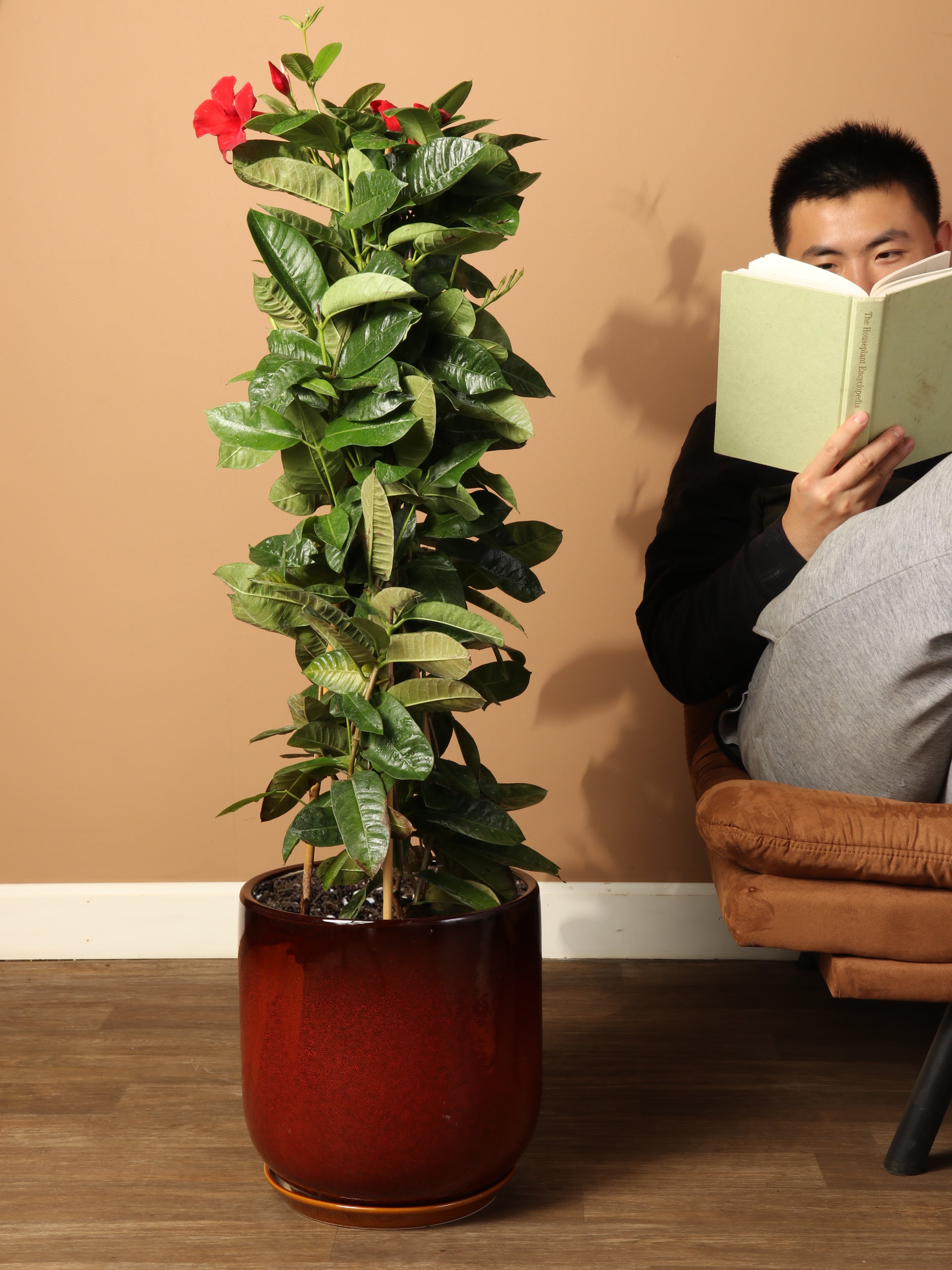 can a mandevilla be a house plant 3-5 FT Mandevilla