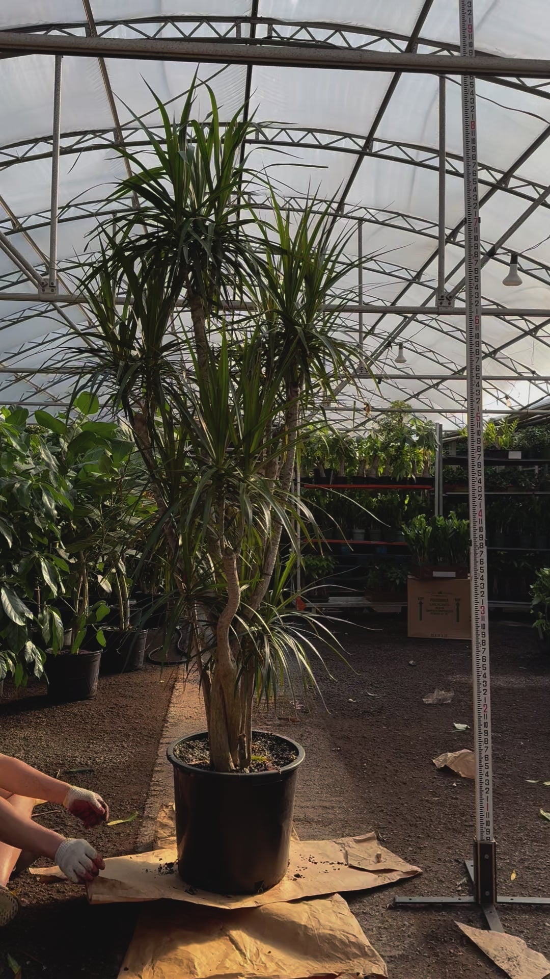 marginata dracaena 7-10 FT Dracaena Marginata Stump