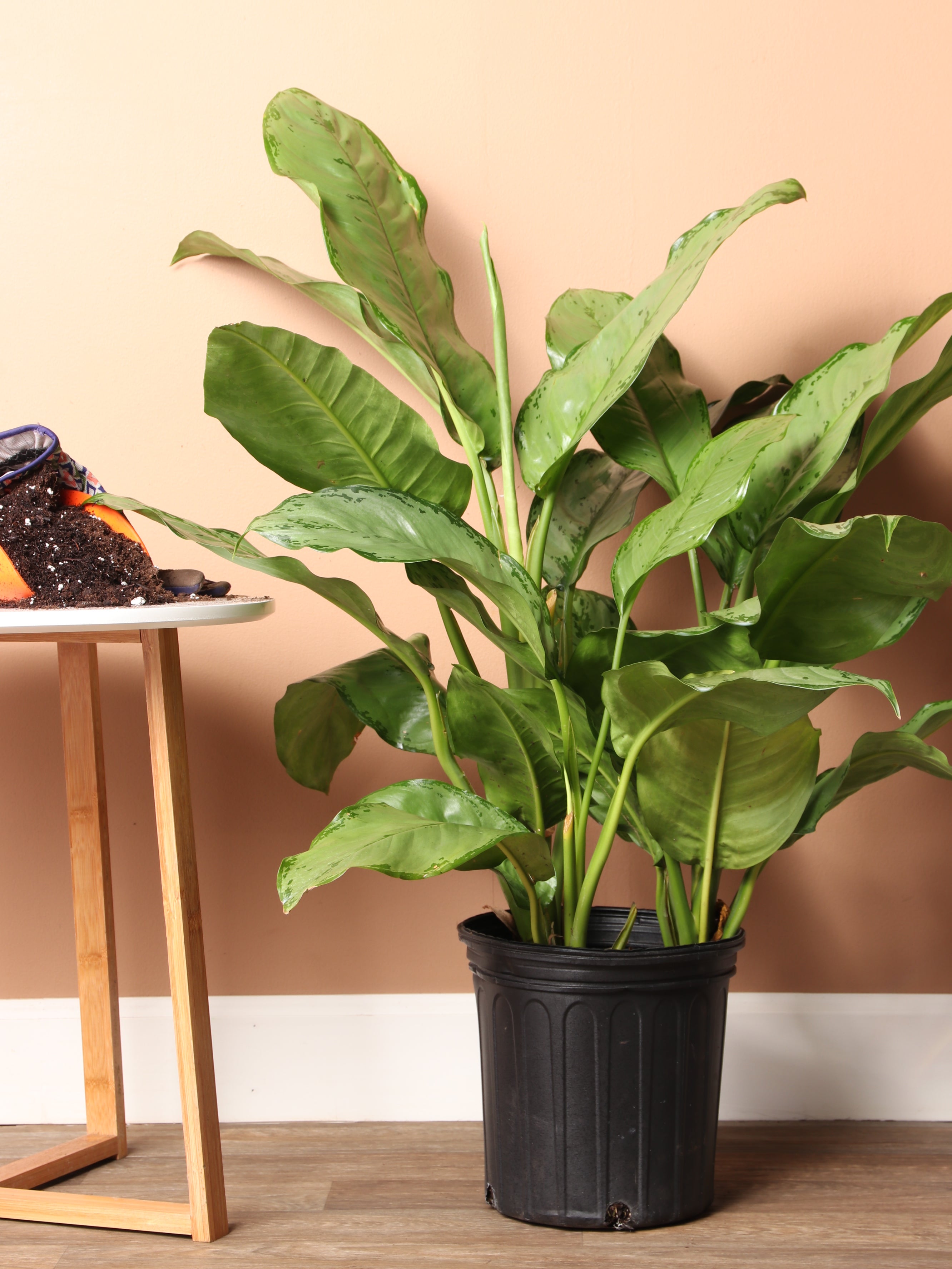 tall evergreen potted plants 2-3 Feet Chinese Evergreen 'Silver Bay'