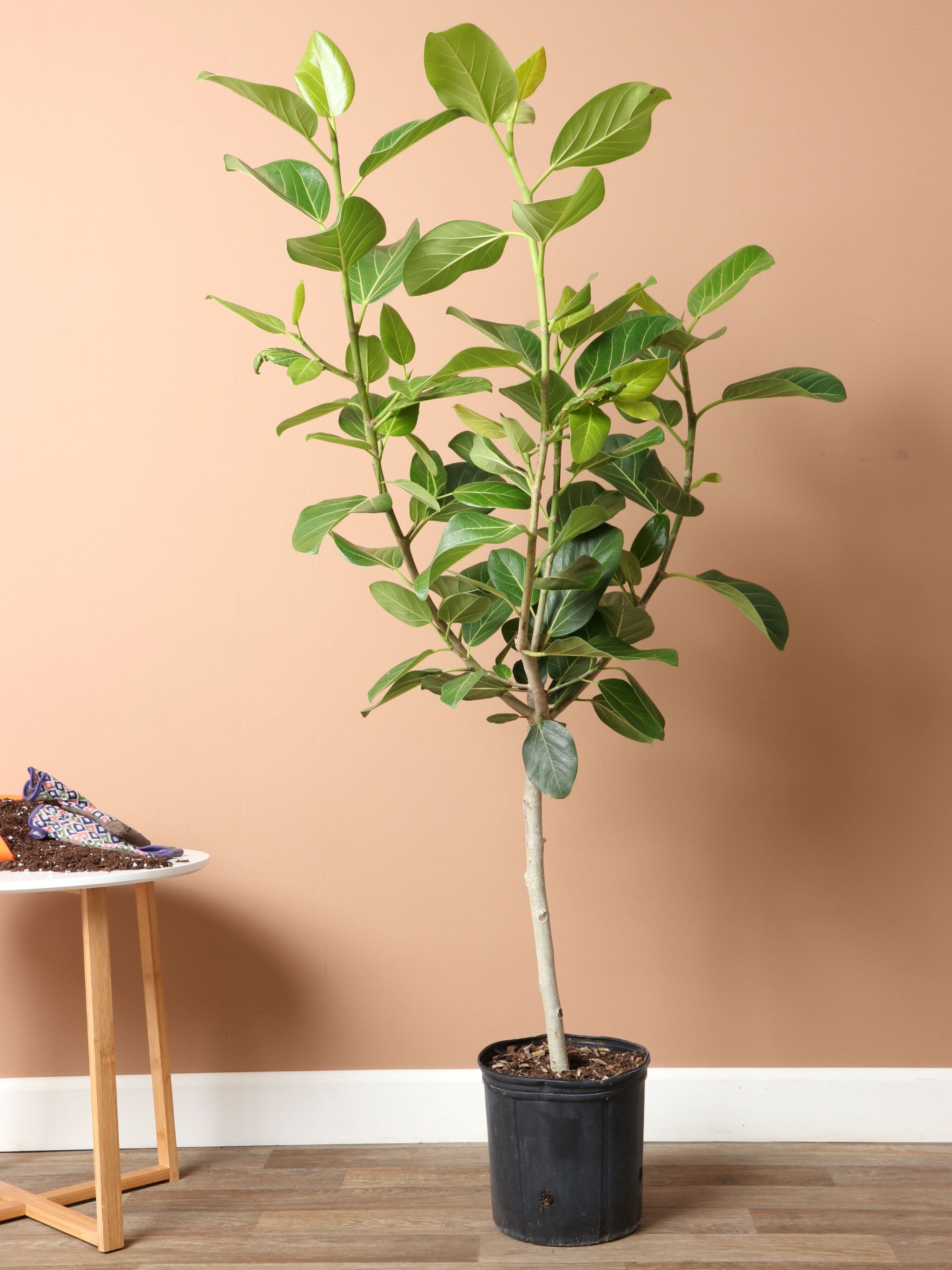 Ficus Audrey Tree With Mid-Century Pot Extra Large 5-6 ft tall, potted  plant, shipped by Léon & George