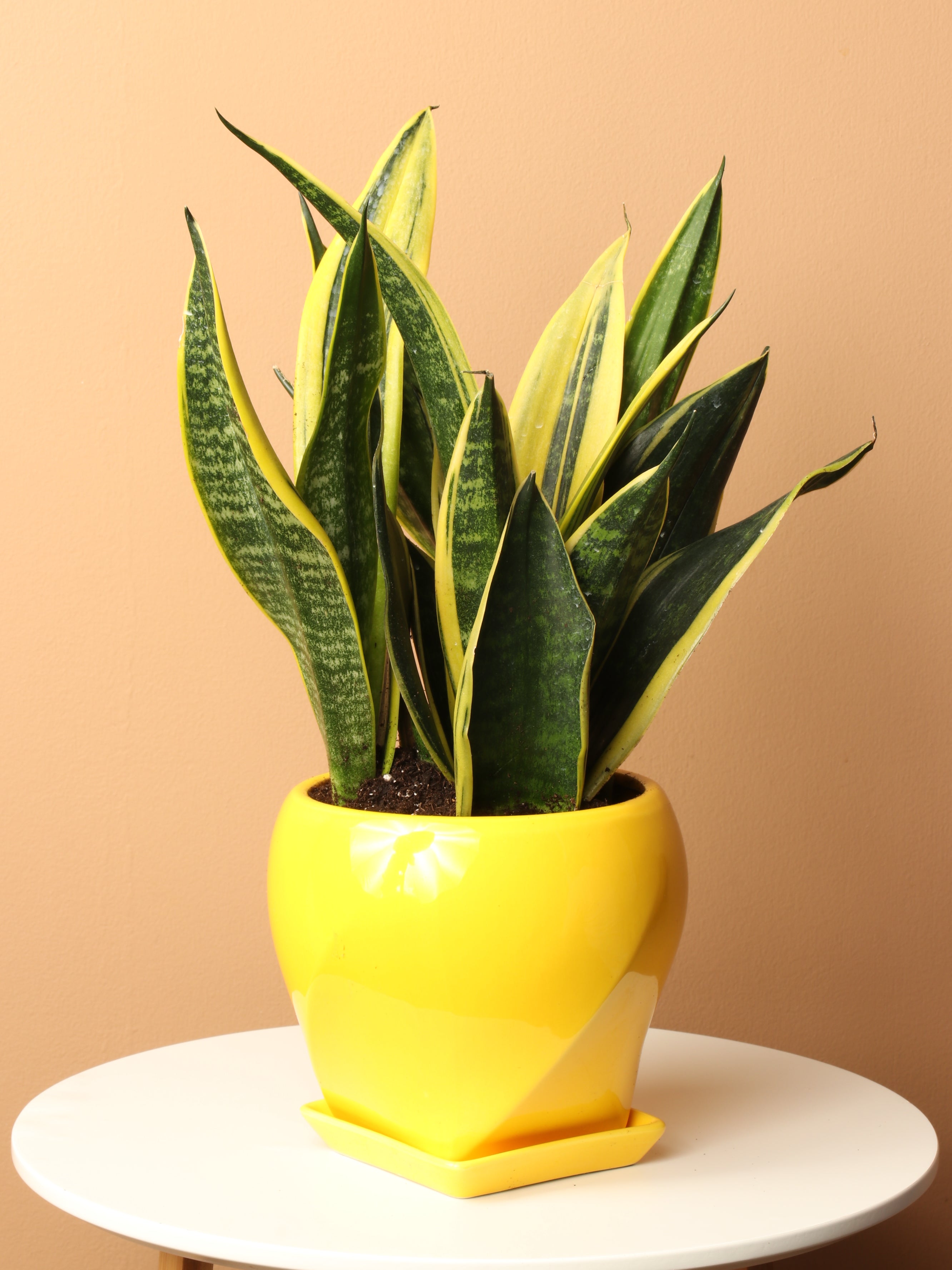 yellow border snake plant Medium Snake Plant Rubia