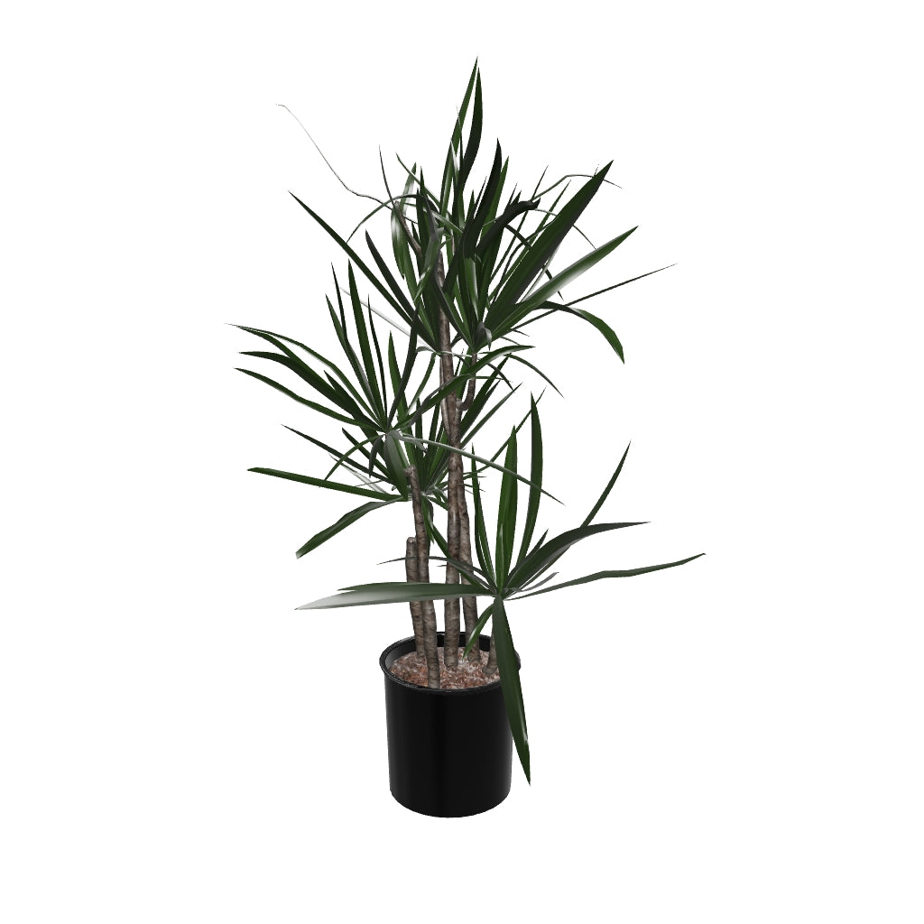 artificial dracaena marginata 3-5 FT Dracaena Marginata