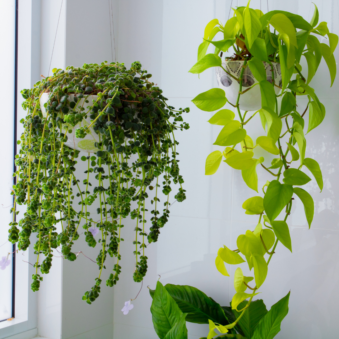 4 Low-Maintenance Indoor Hanging Plants to Decorate Your Office