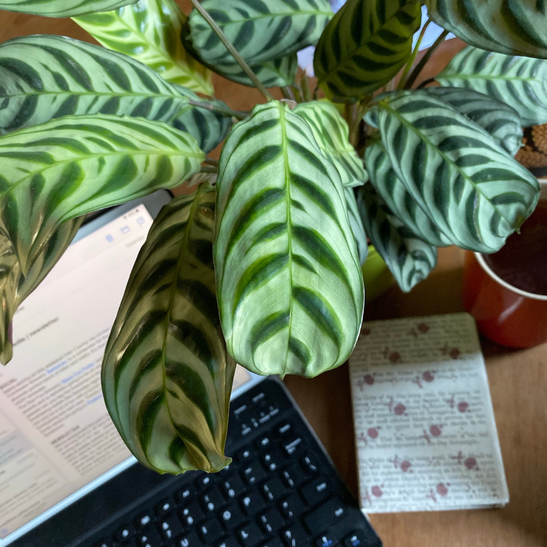 The Best Indoor Plants to Brighten Up Your Office Desk