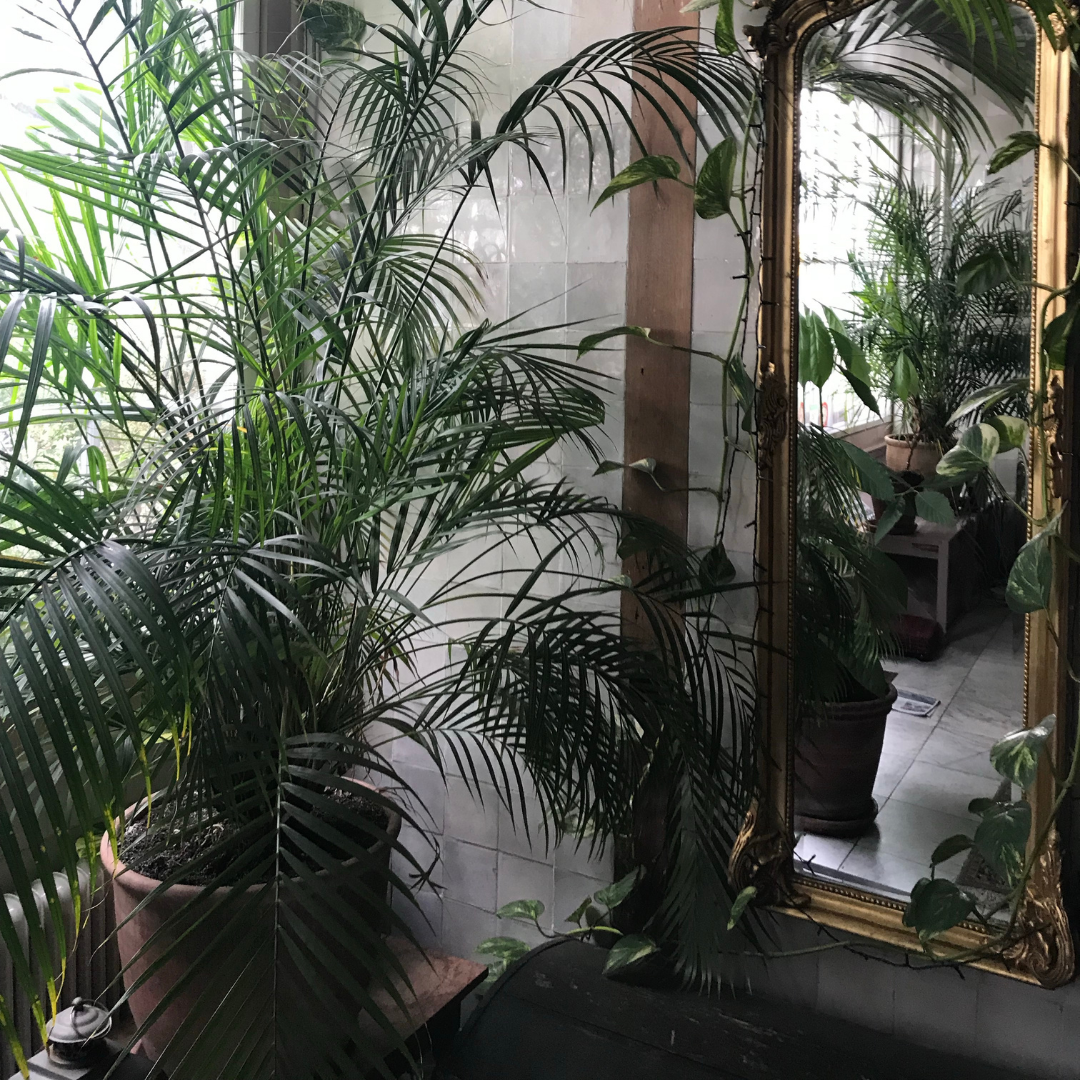 The Biggest Floor Plants and Why You Should Get Them